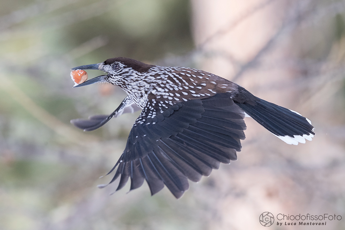 Nocciolaia con nocciola