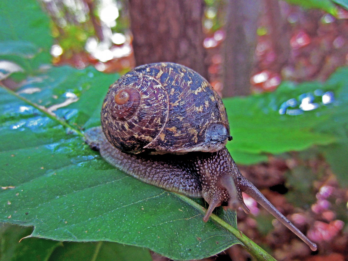 Risveglio nella rugiada...