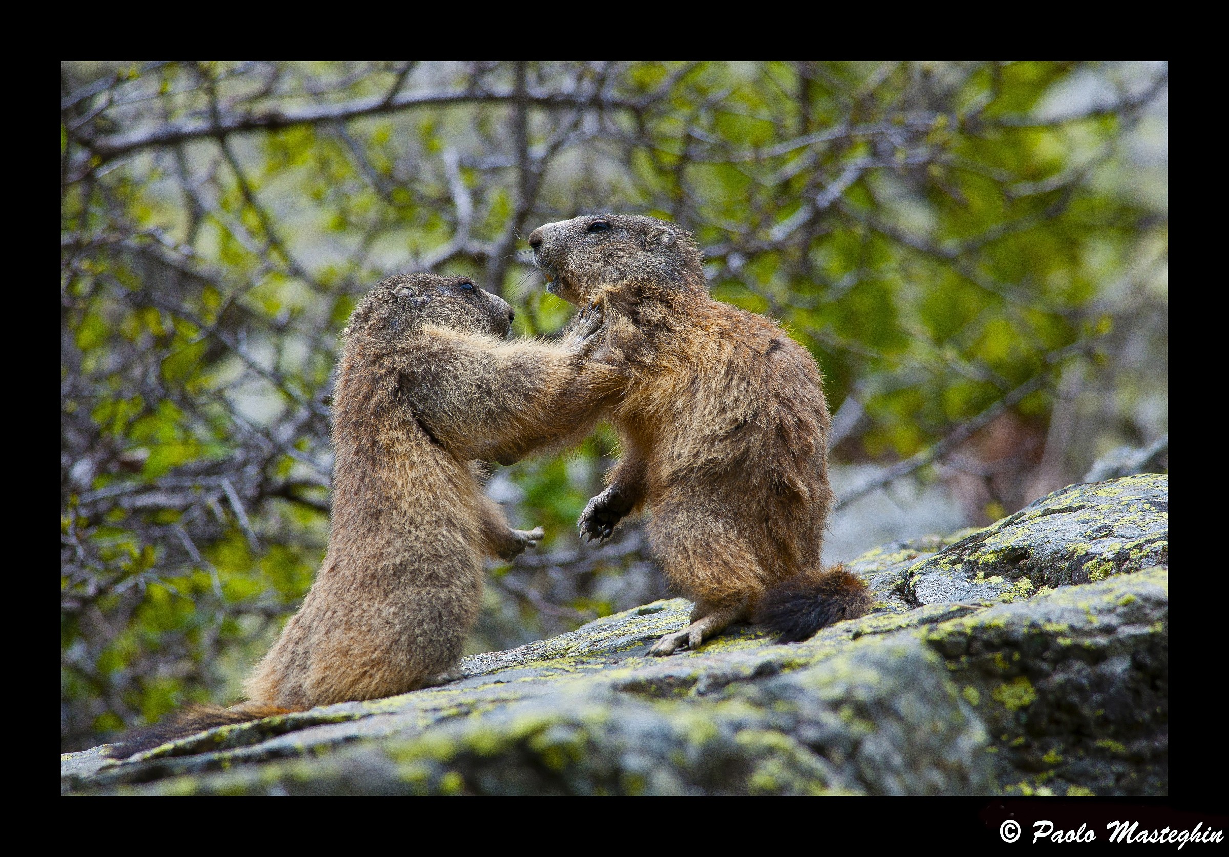 Marmotte rissose....