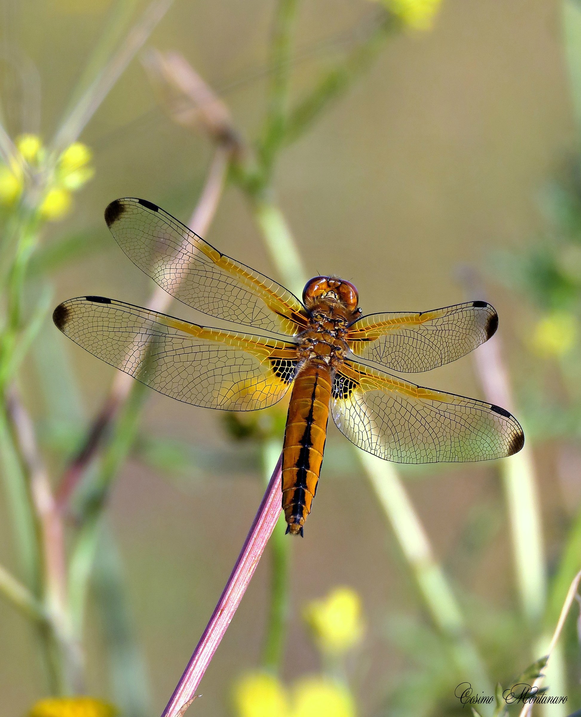 Quadrimaculate dragonfly