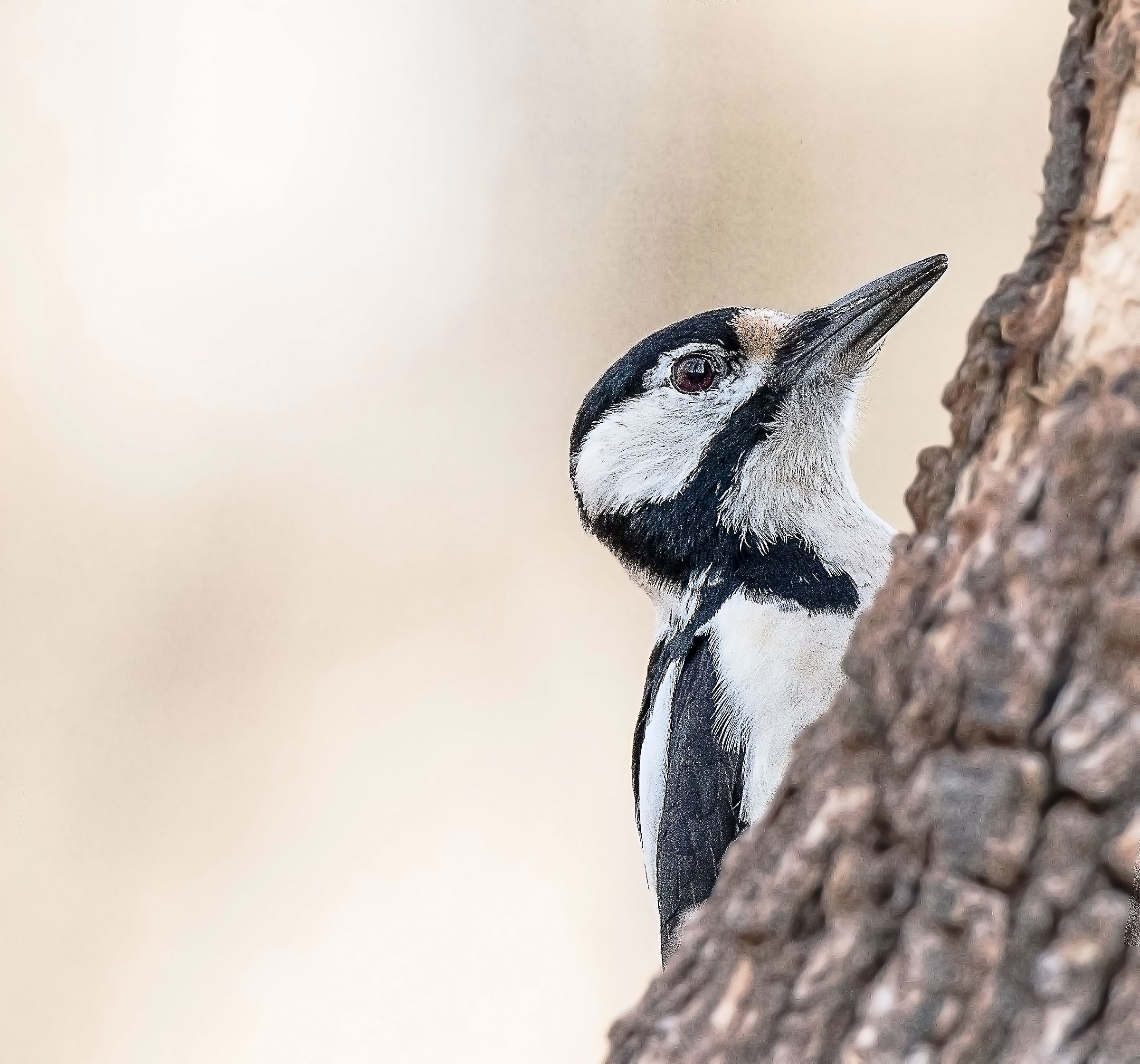 Great spotted woodpecker