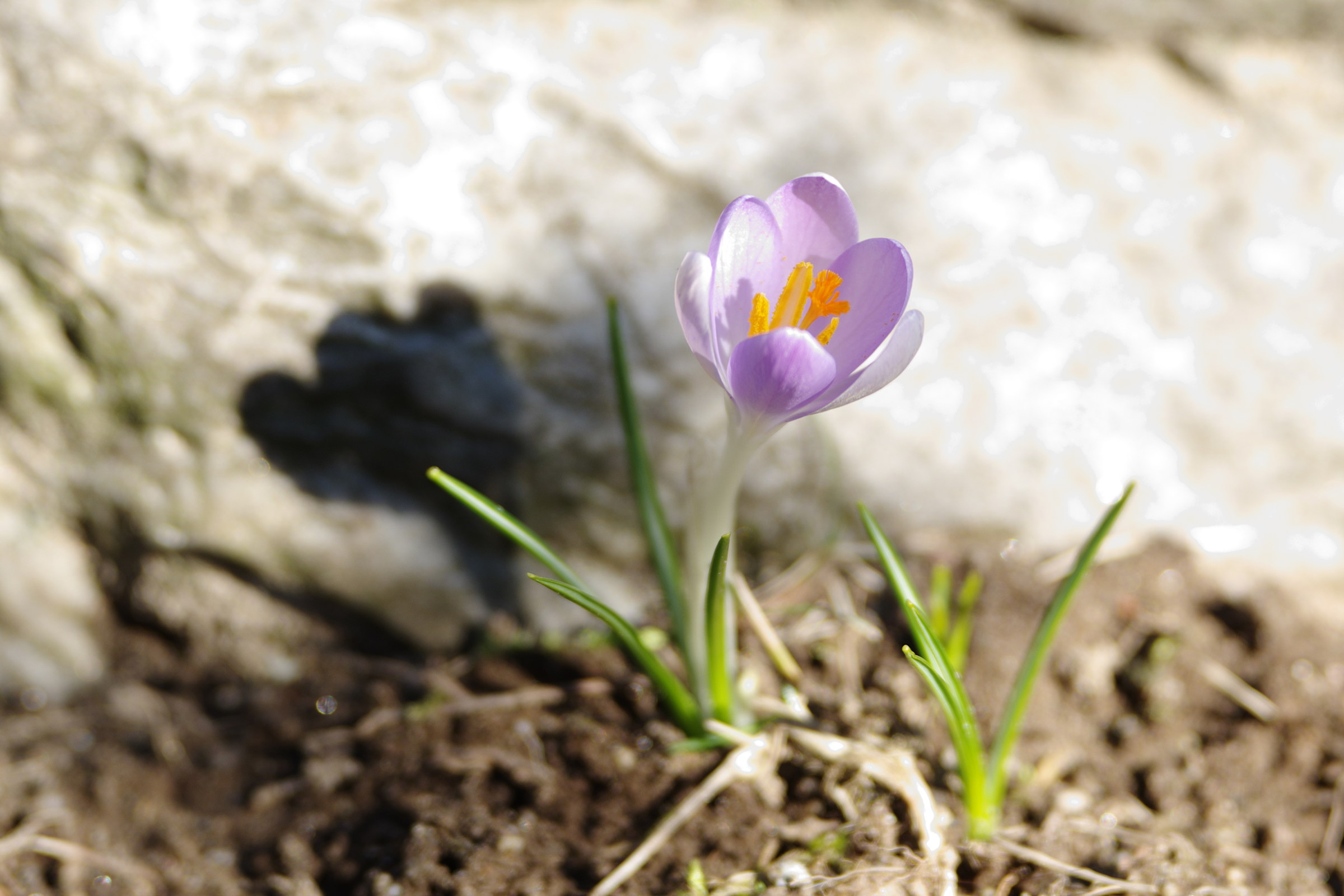 Crocus in giardino