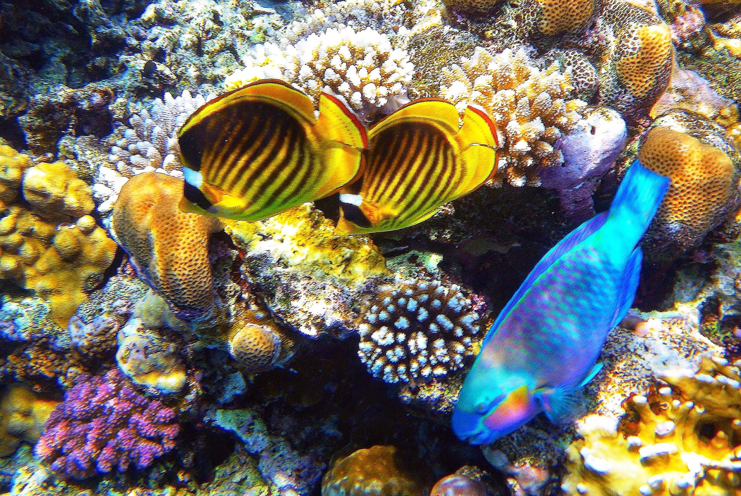 Sharm el Sheik (Red Sea) Egypt