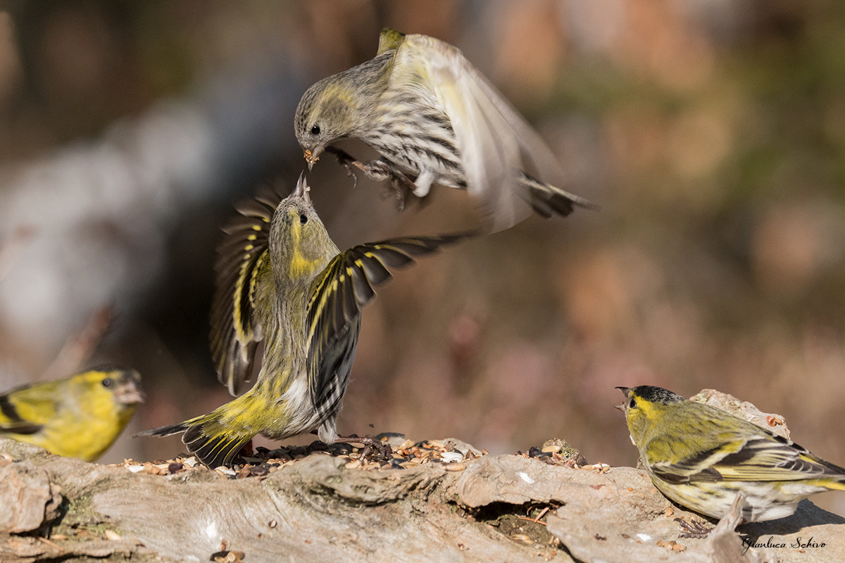 skirmishes between females