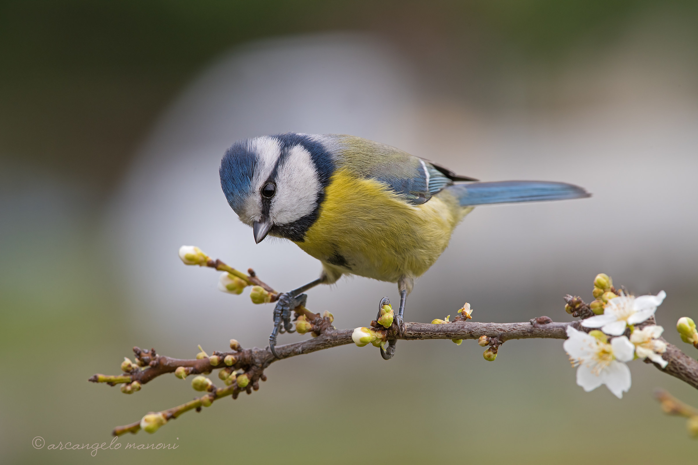 The messenger of light