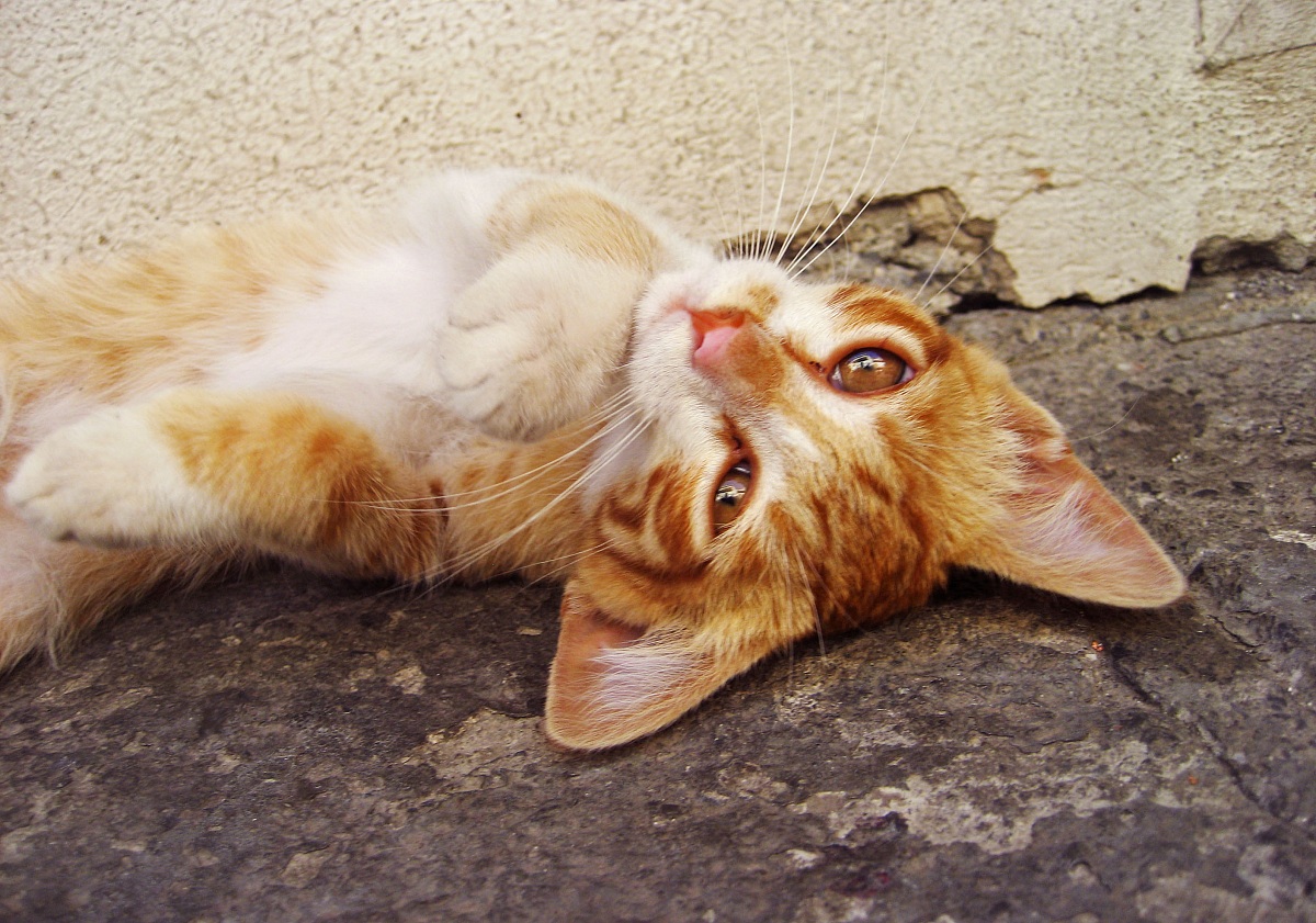 strapazzami di coccole...