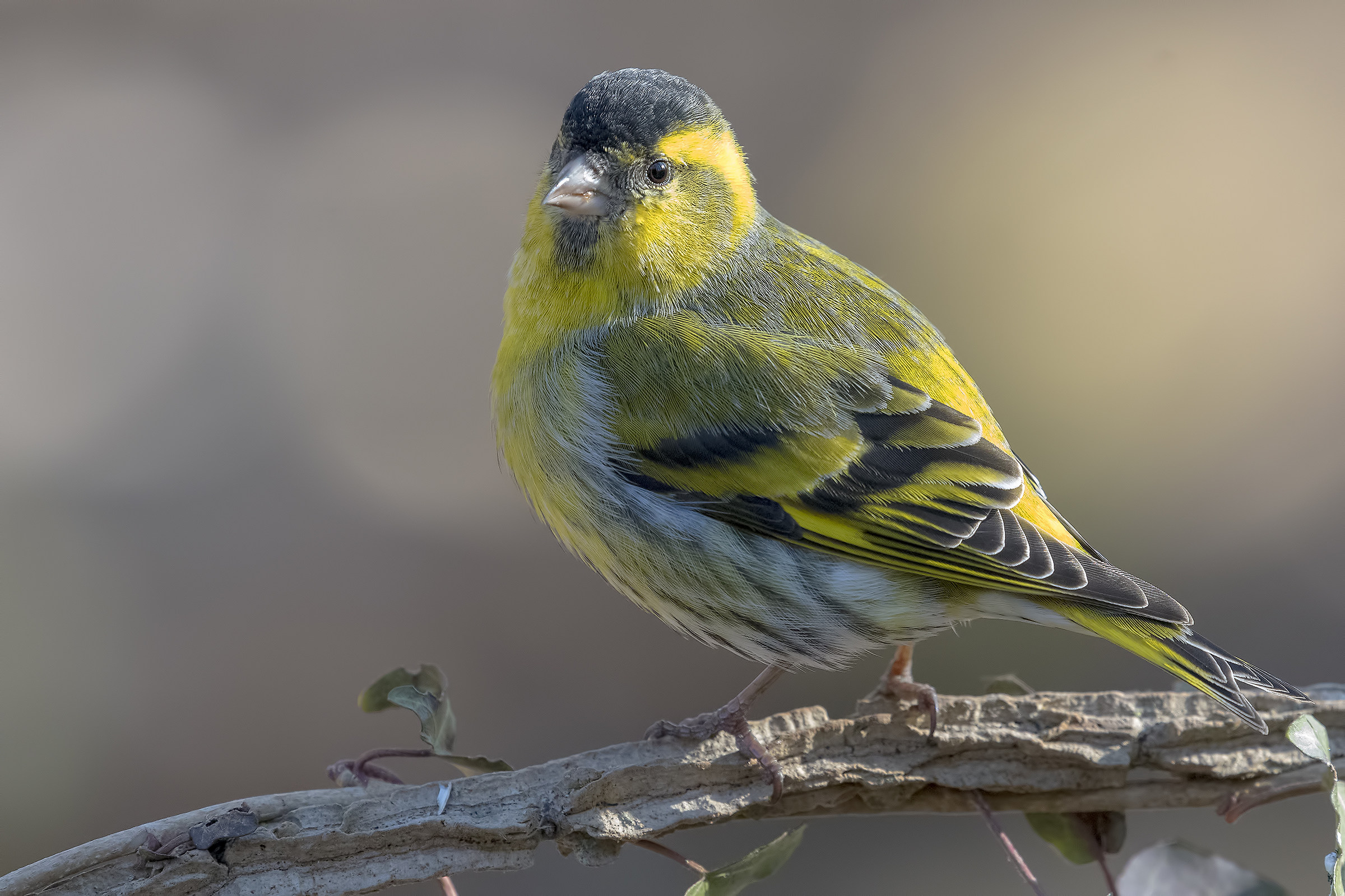 Siskin