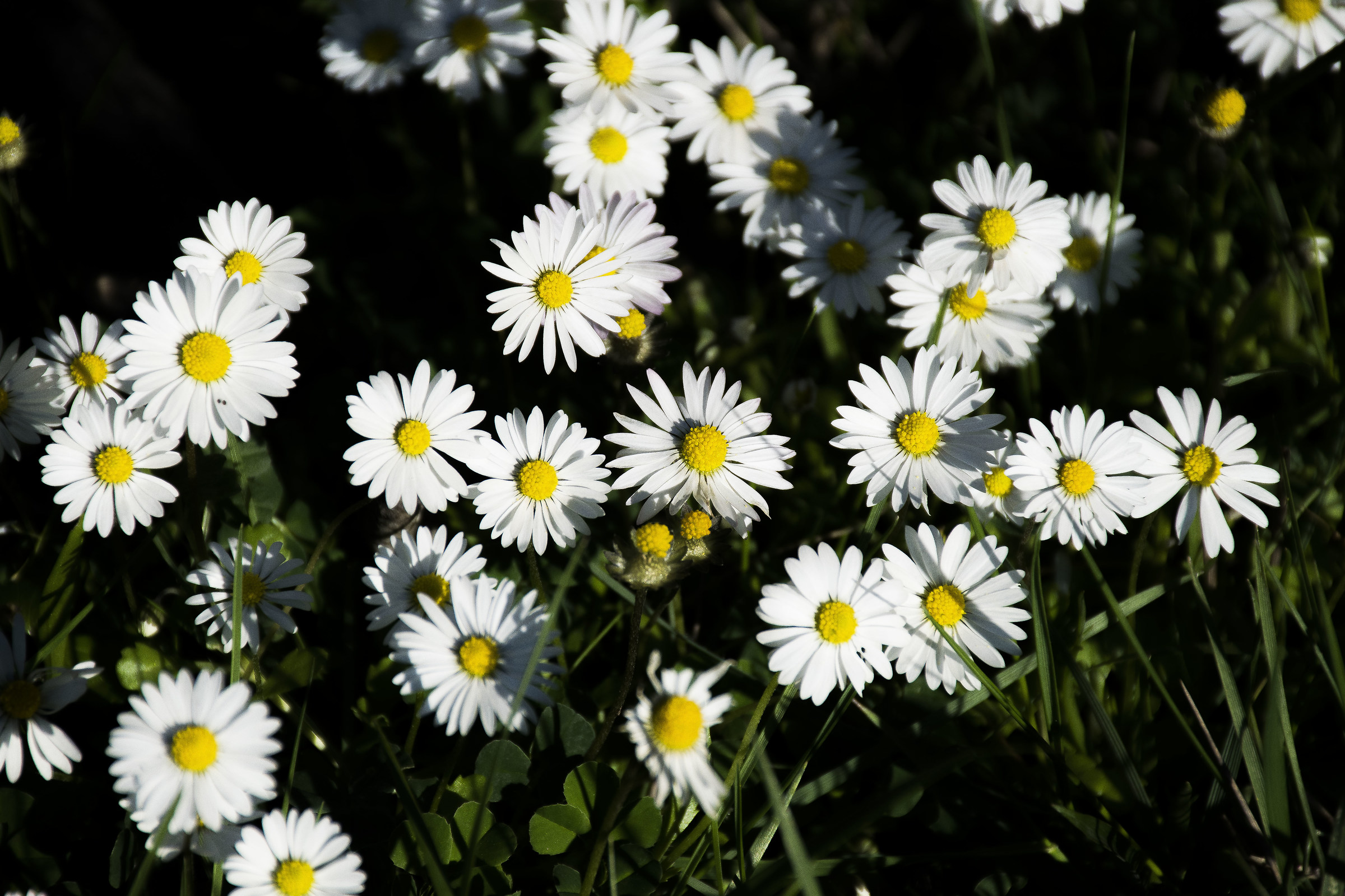 Protese verso il sole