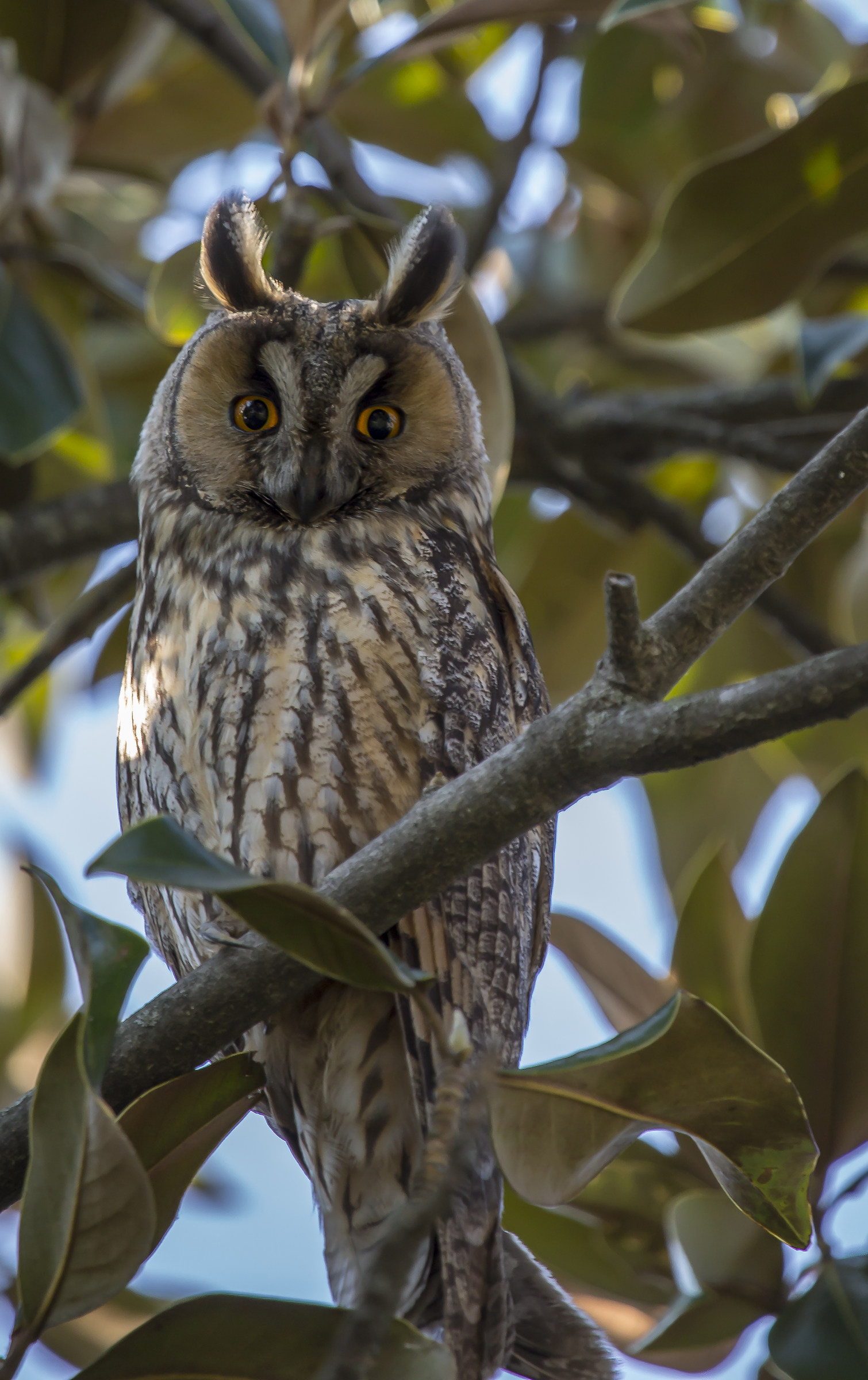 Common Owl