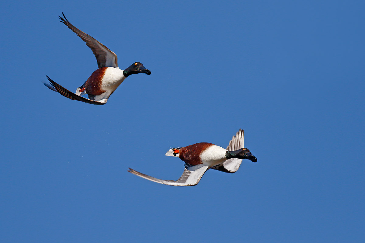 Acrobatic scoopers (Tonneau)