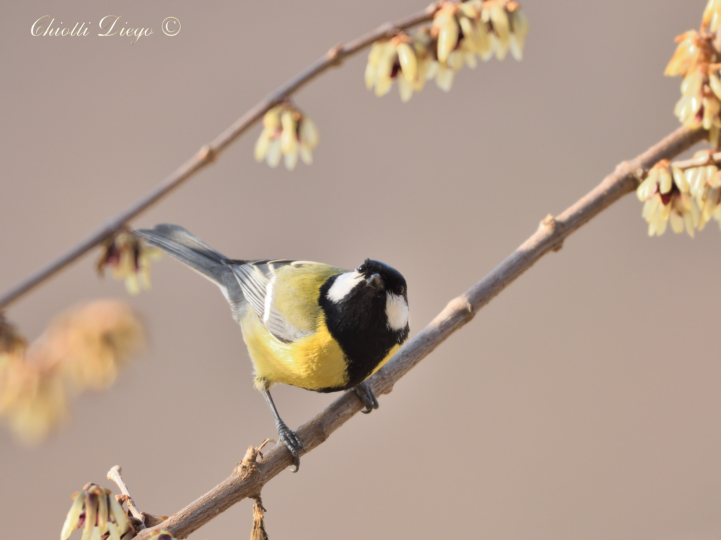 Tit? Only by name !!!