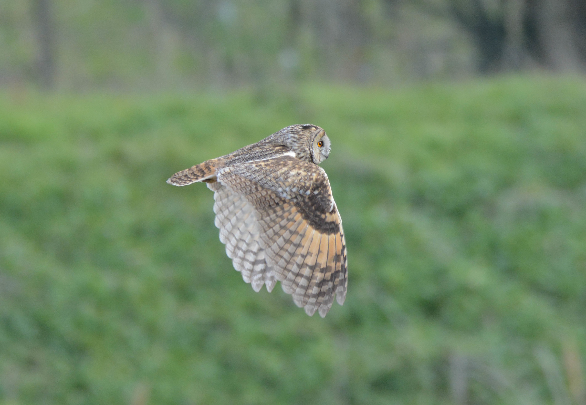 Long-eared owl