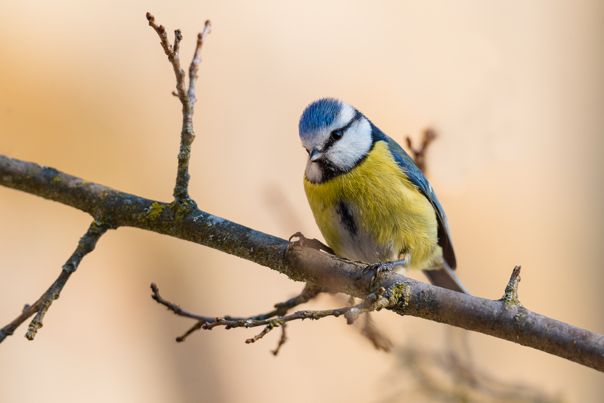 Blue tit (Cyanistes caeruleus) ...