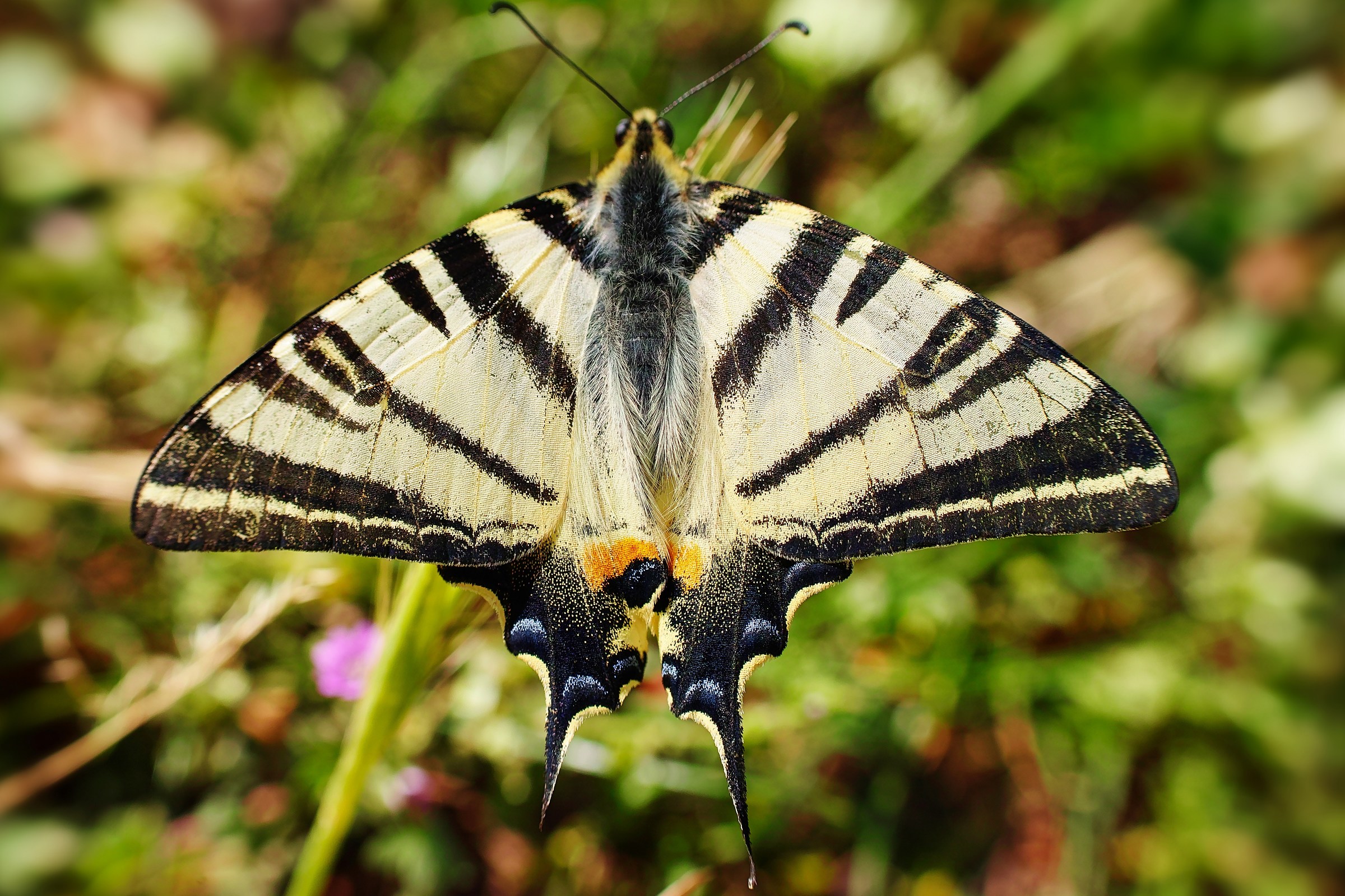 Deltaplano...pronto al decollo