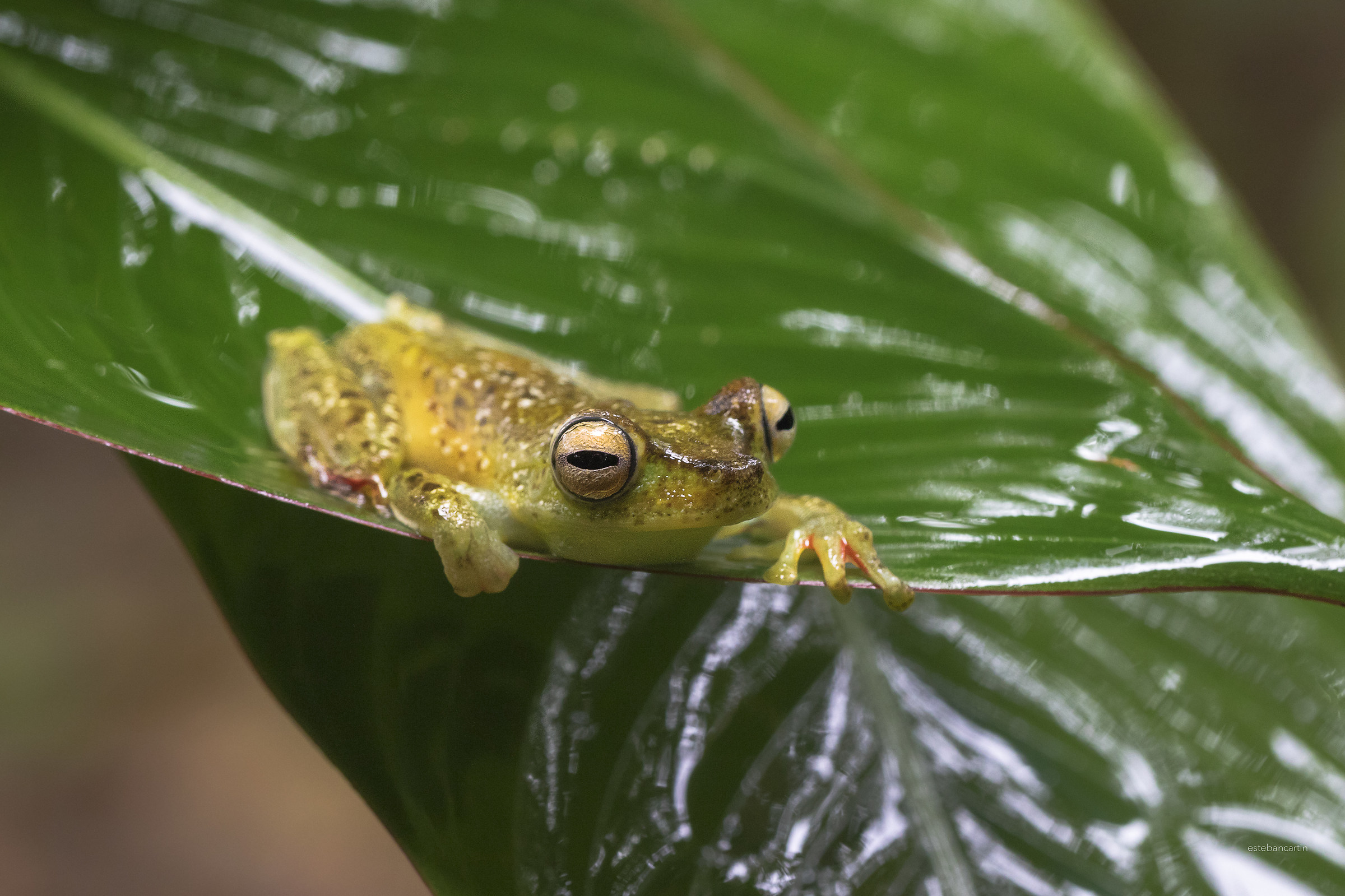Hypsiboas rufitelus (frog arborícola patiroja)