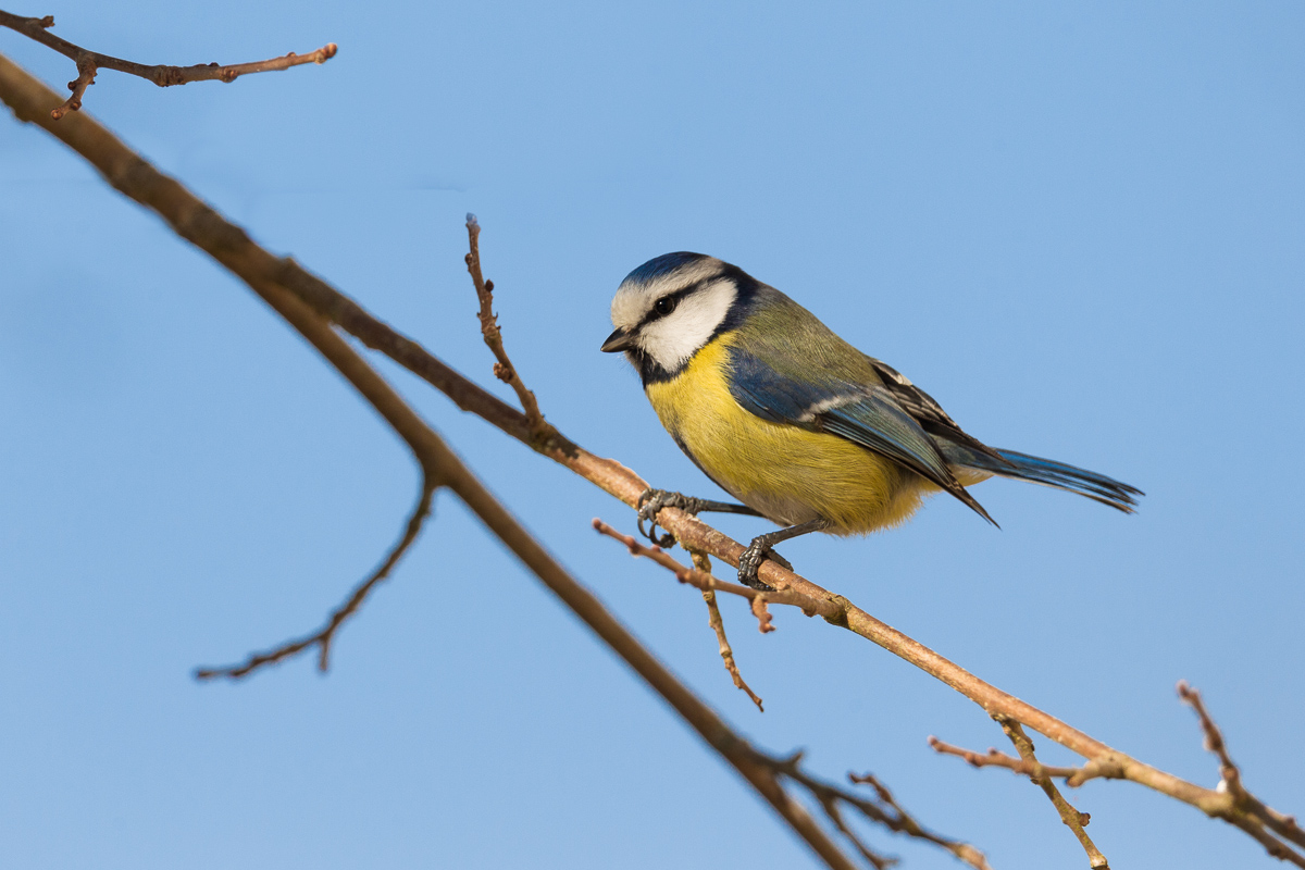Blue tit (Cyanistes caeruleus) ...