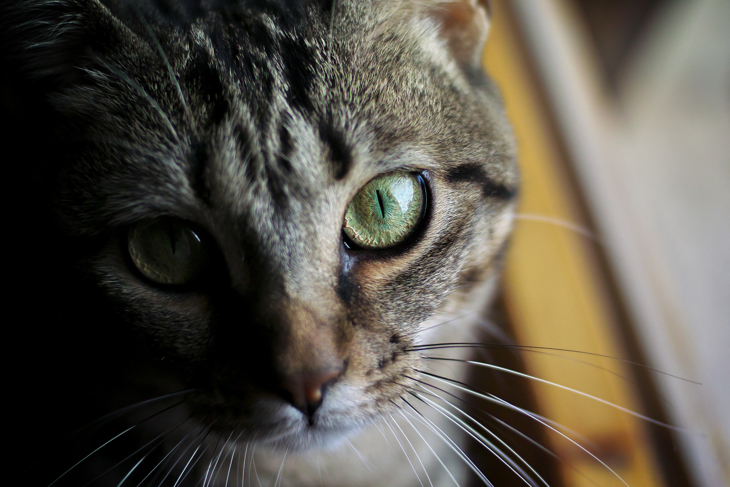 O U O ...oocchi di gattooo