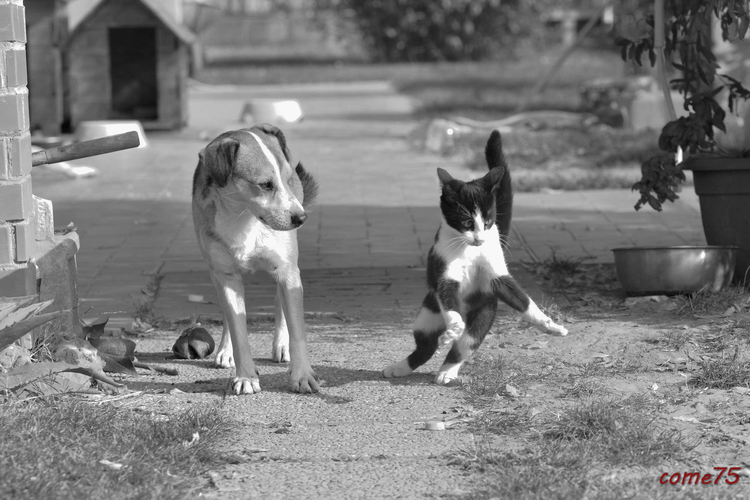 The dog and the cat