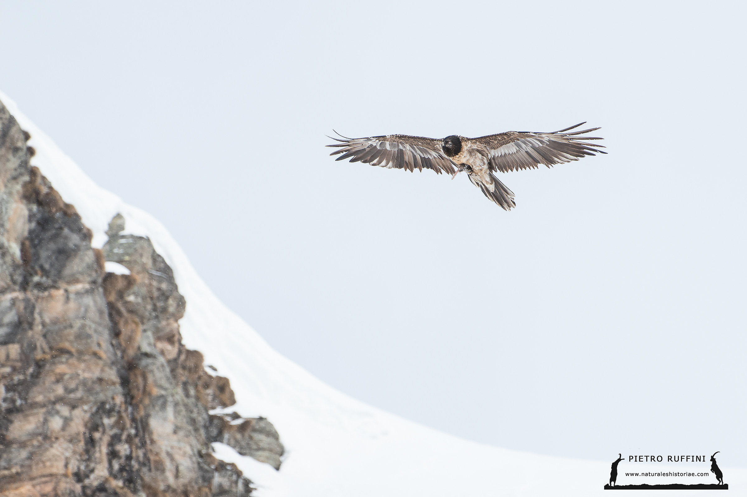 Giovane gipeto (con il pranzo ...)