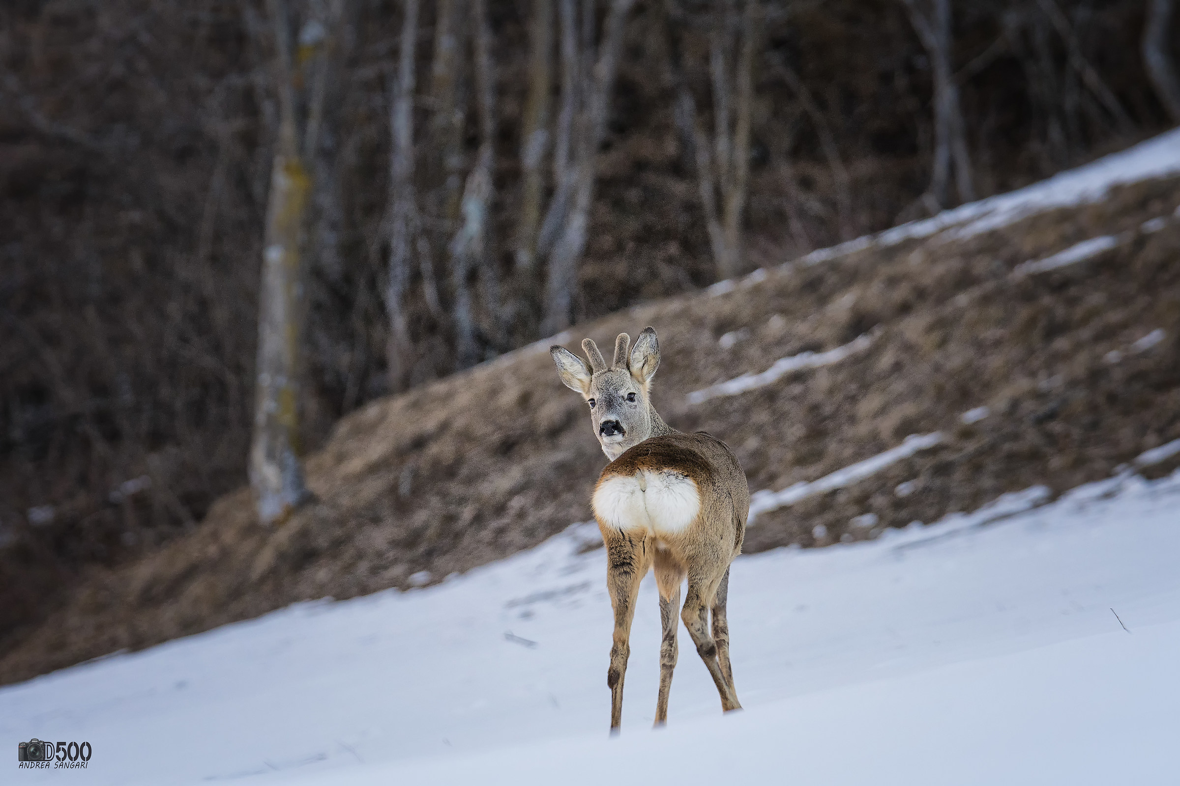 The look of the roe deer