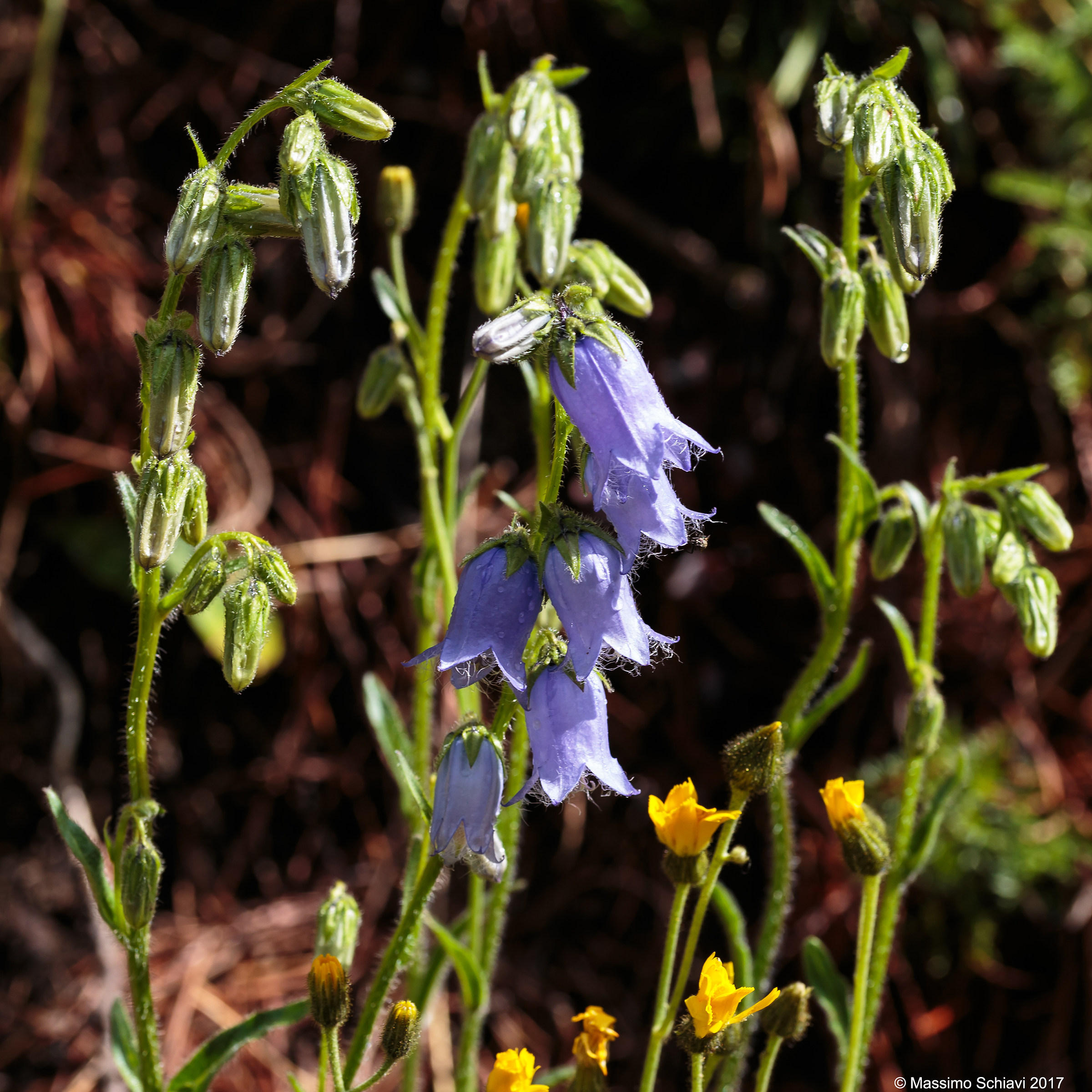 Campanula barbata L.