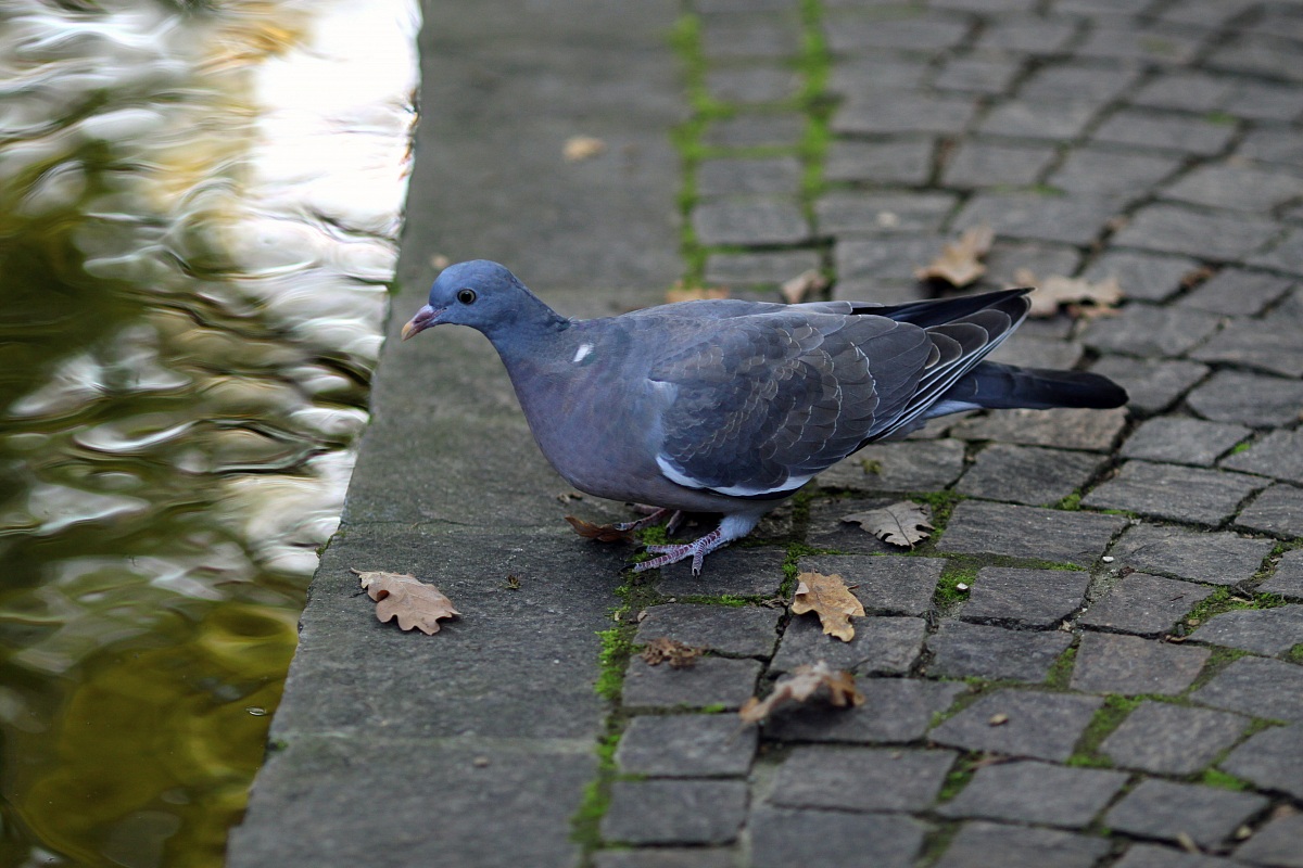 ...quasi quasi mi tuffo...