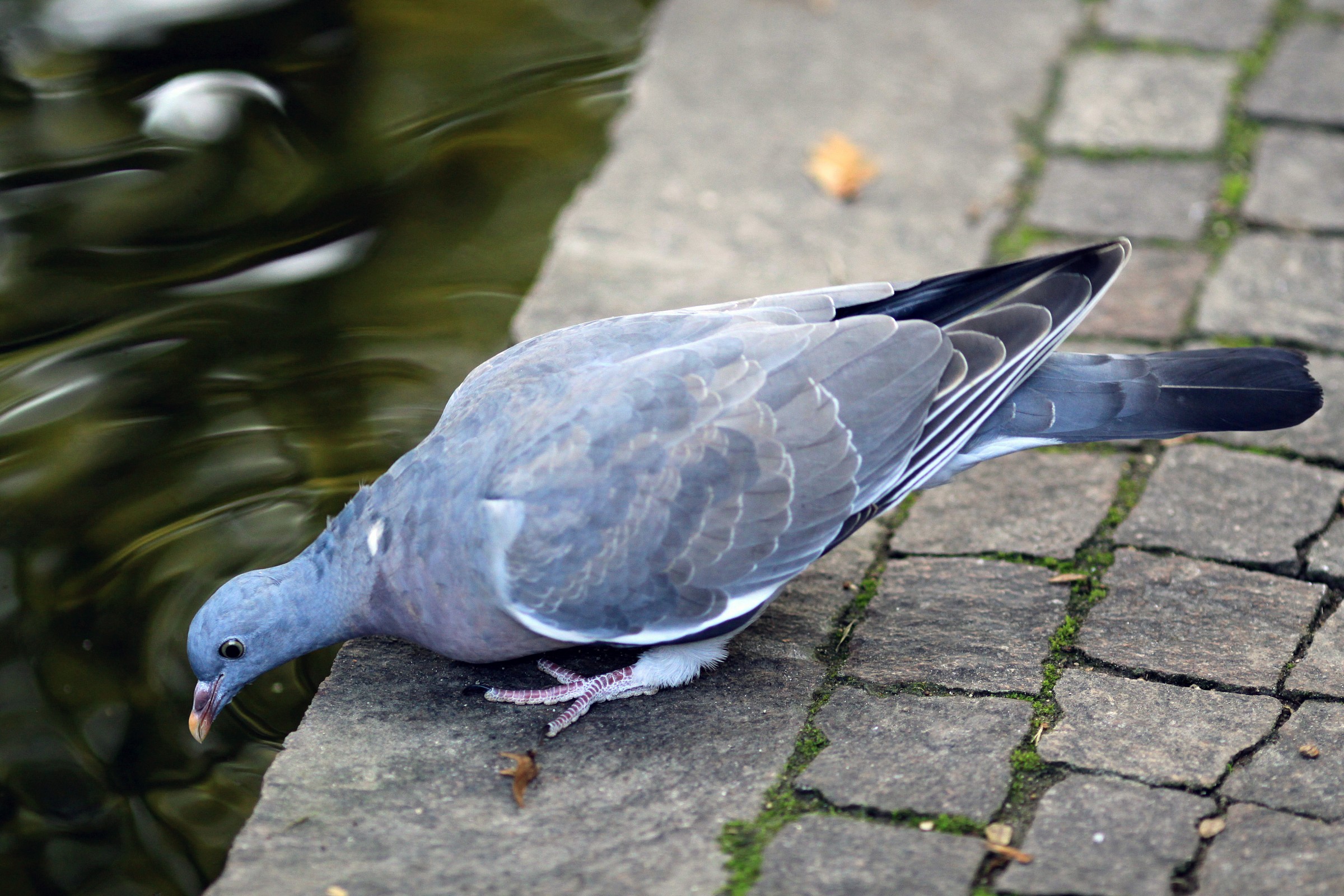 ...sarà troppo fredda ?!
