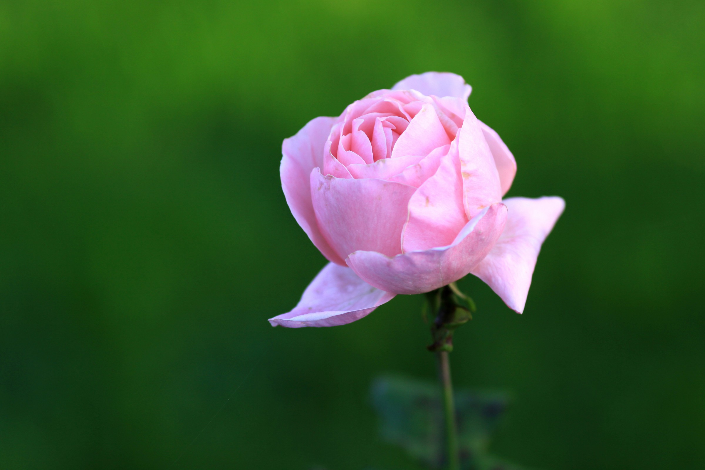 the favorite flower of Venus