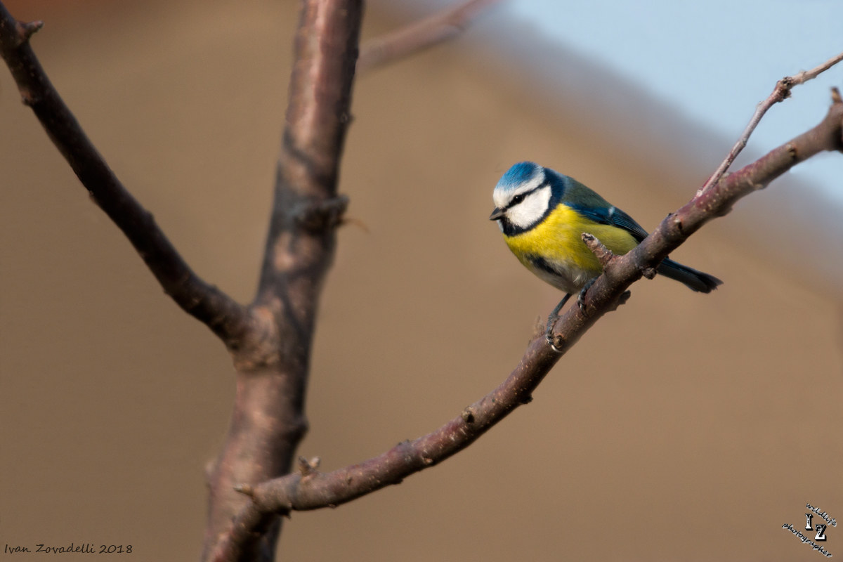 "Domestic" blue tit