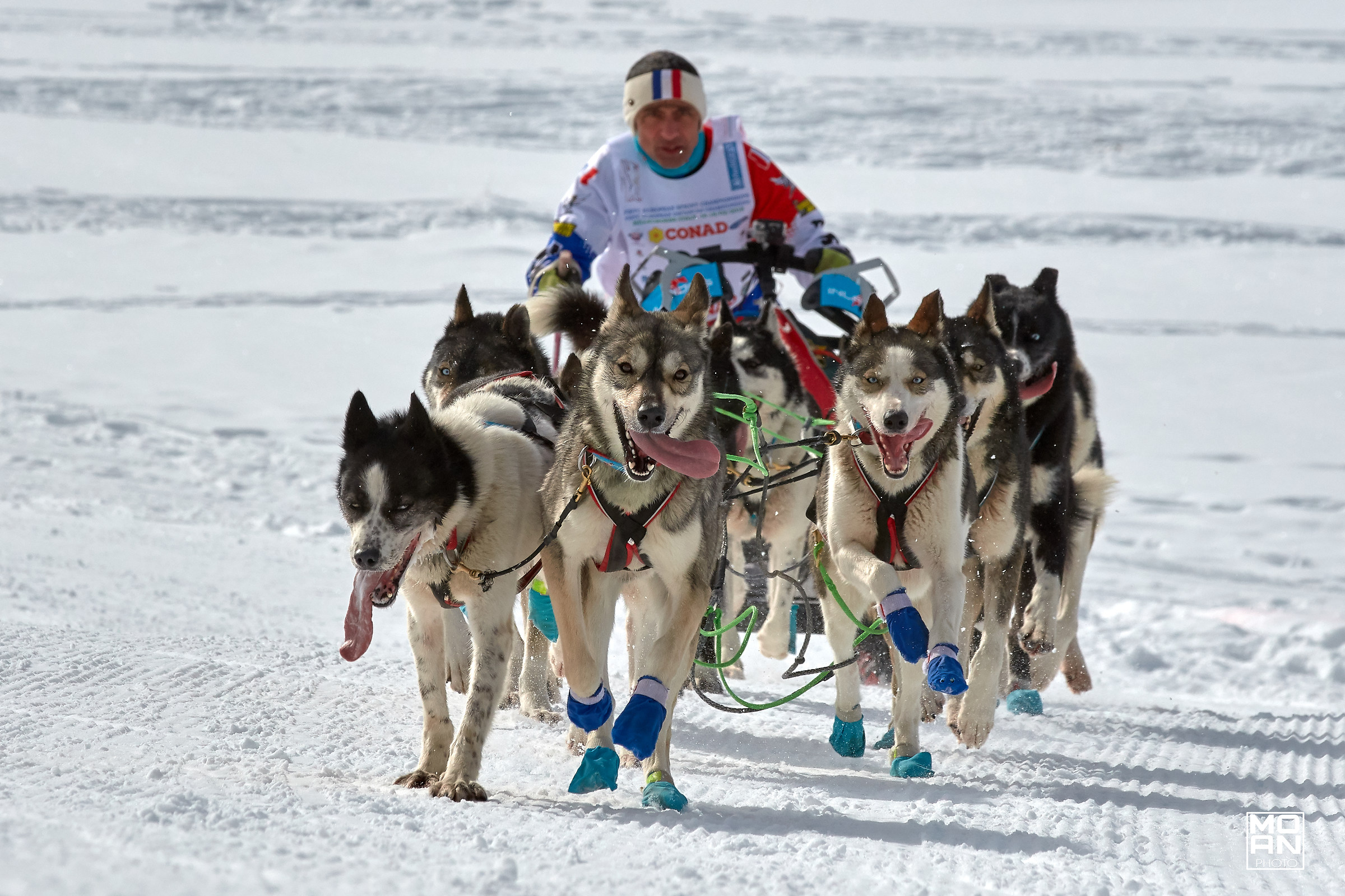 Dog Sledding