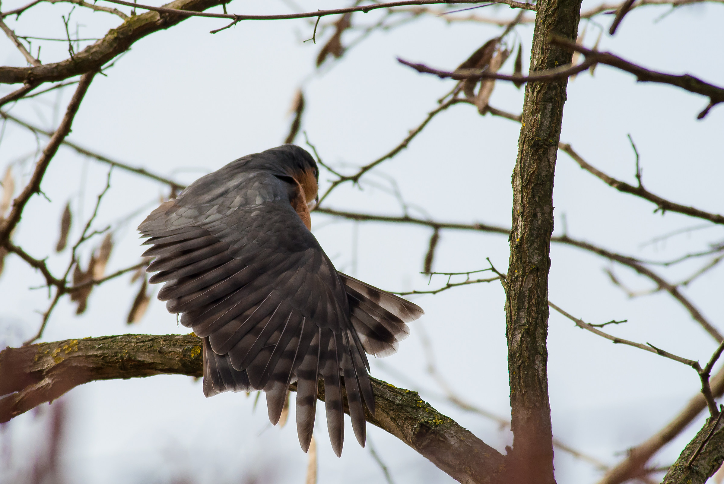 Sparrowhawk stretched out