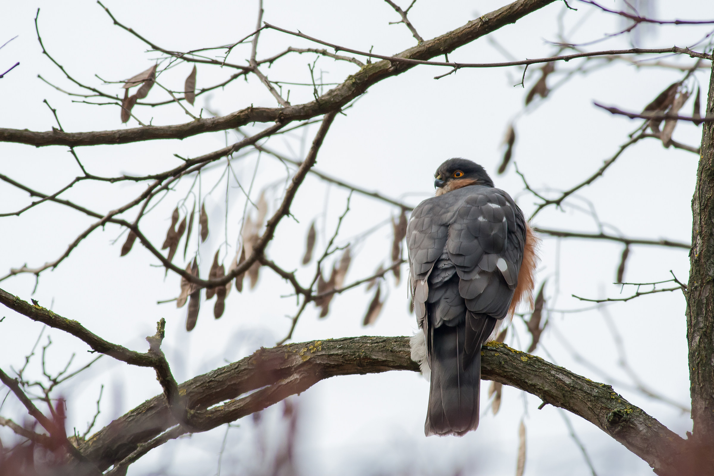 Sparrowhawk