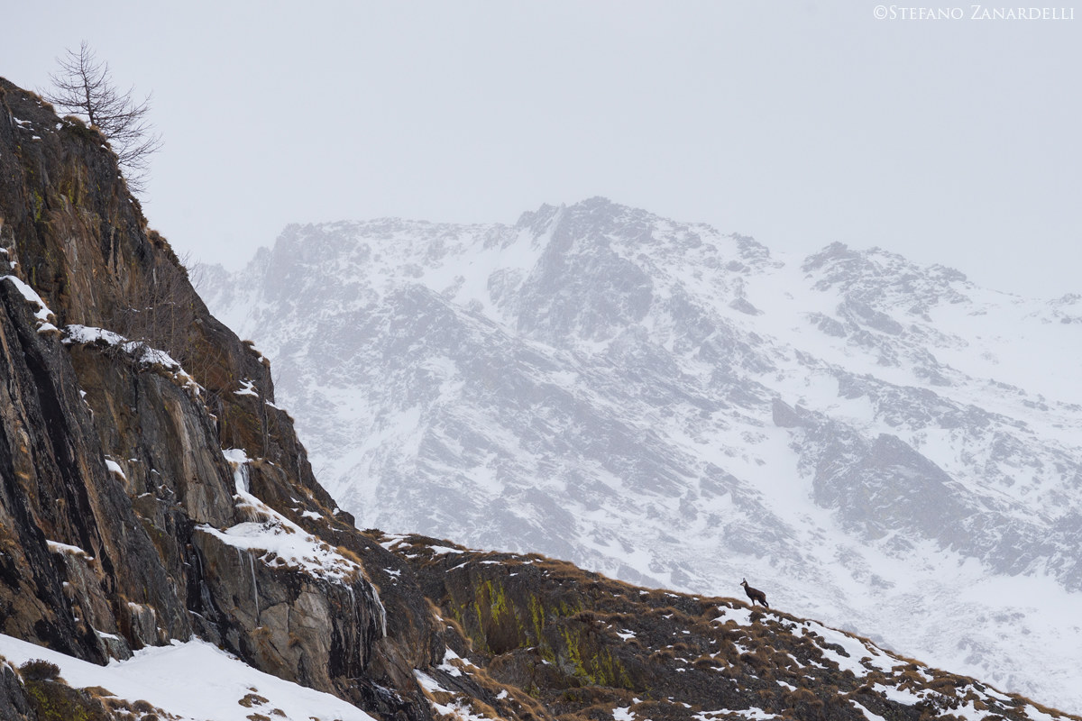 Il camoscio e il suo mondo...