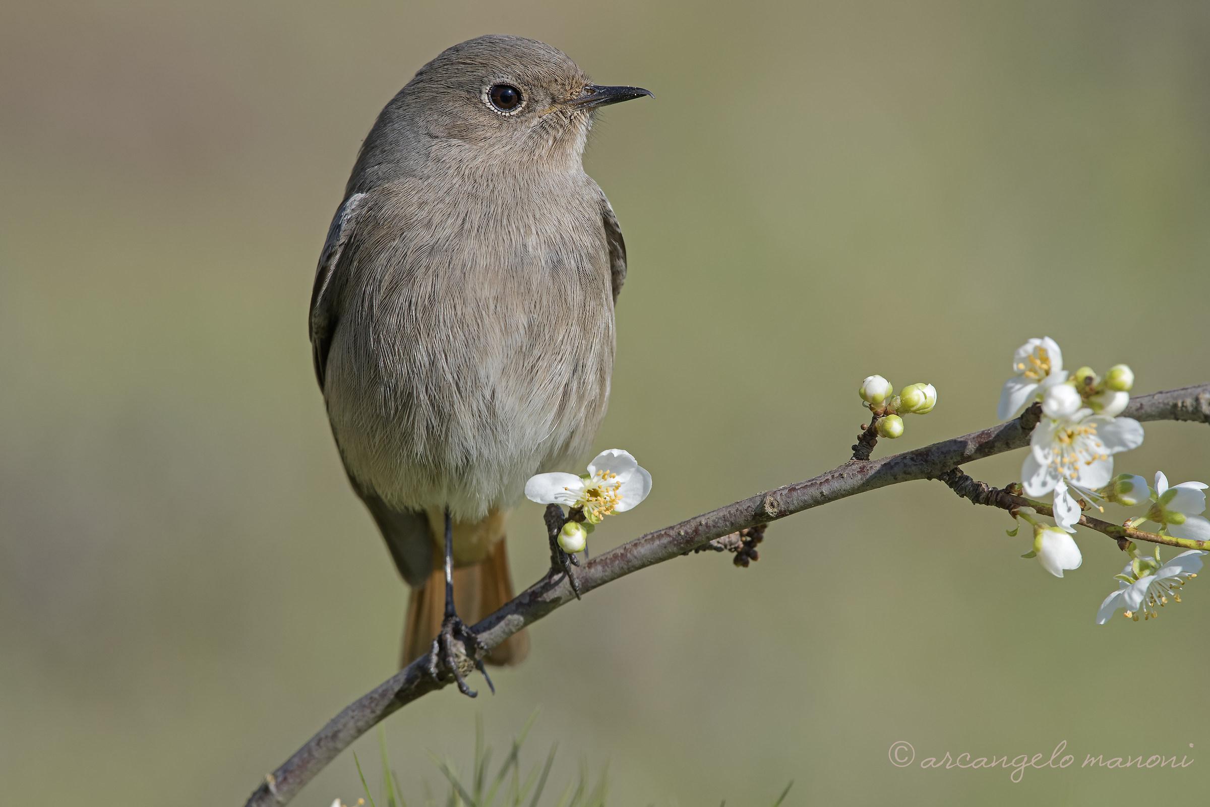 The announcer of spring