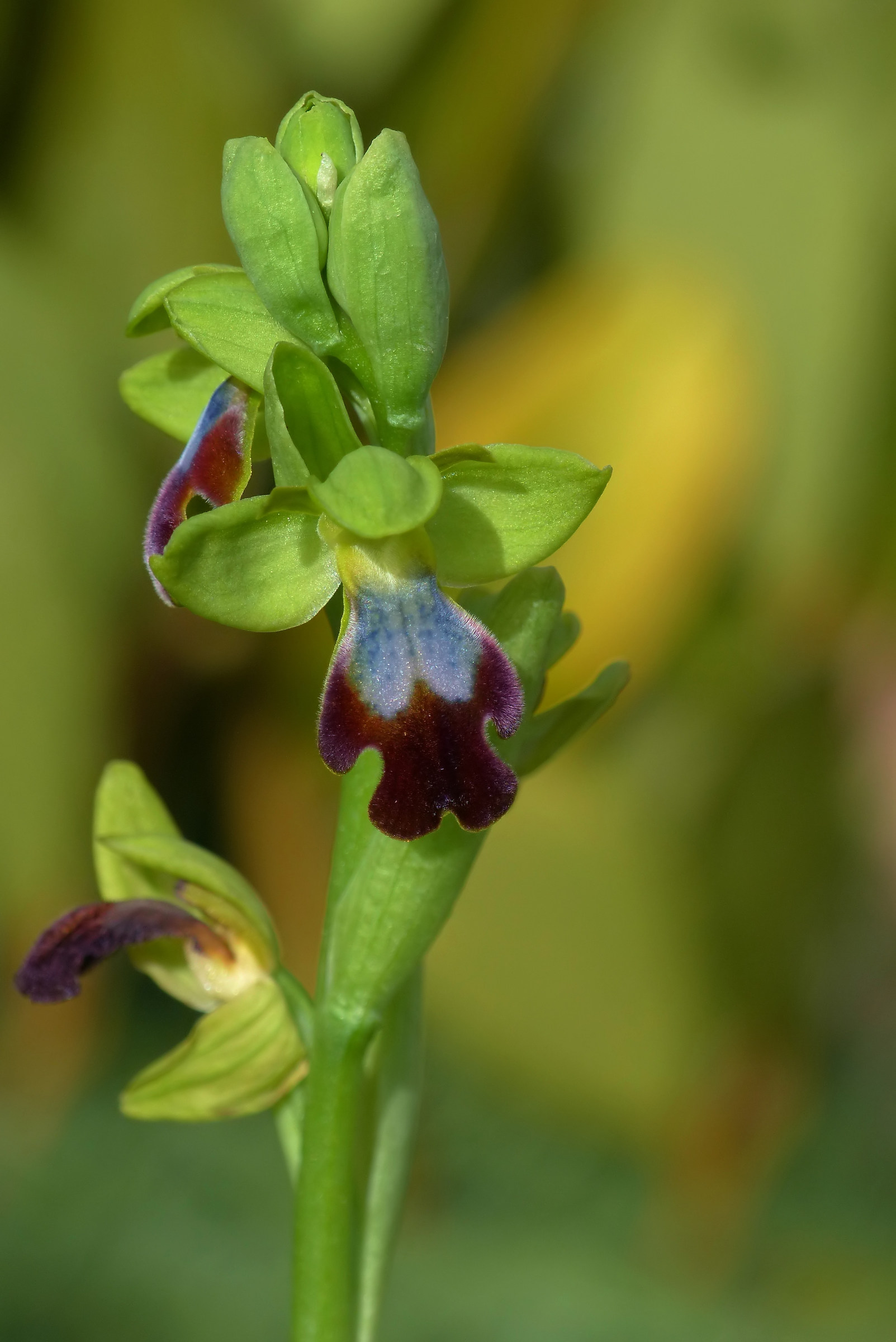 Ophrys lojaconoi