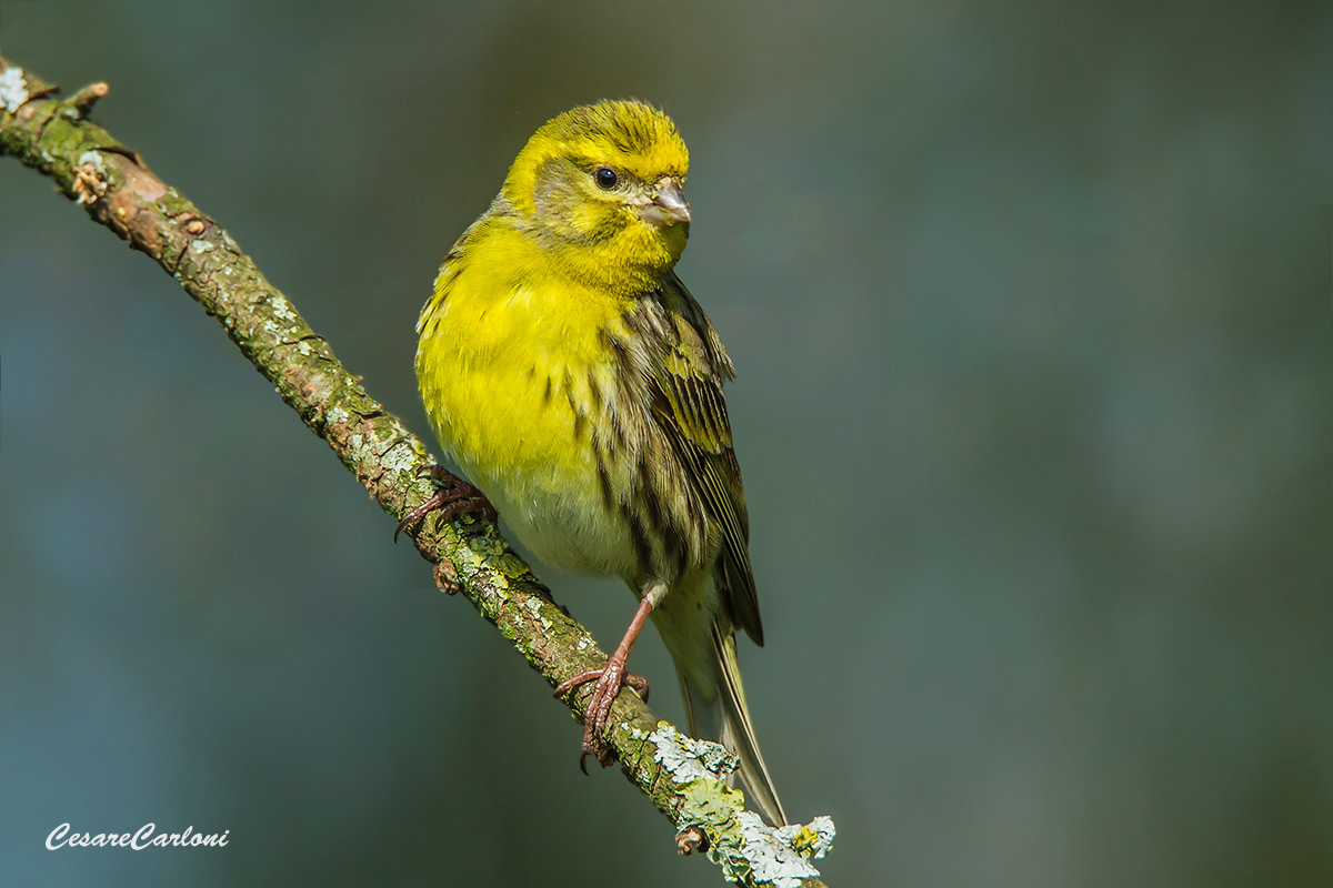 Verzellino (serinus serinus)