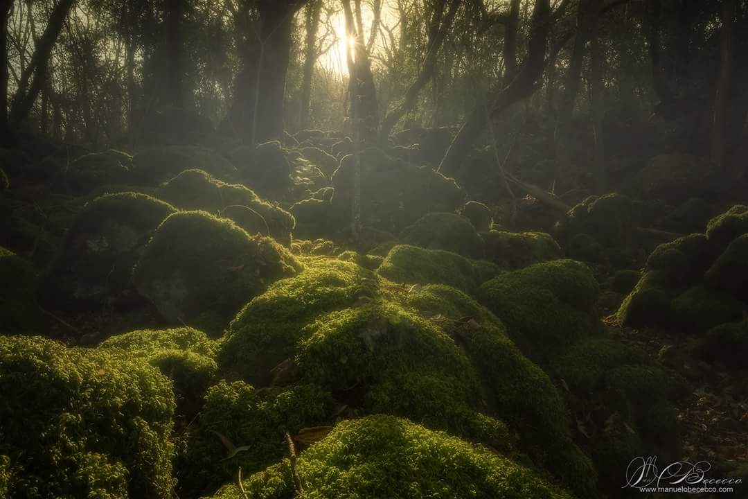 The Magic Forest