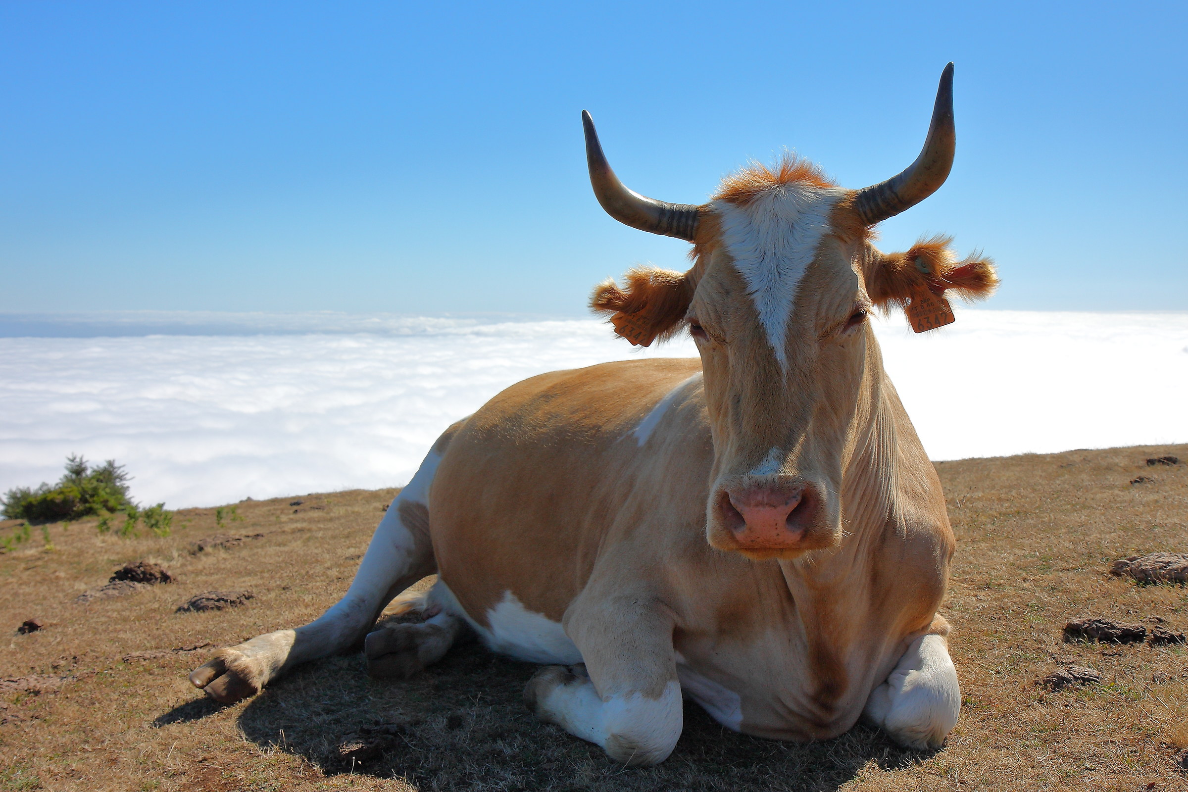 Una mucca sulle nuvole