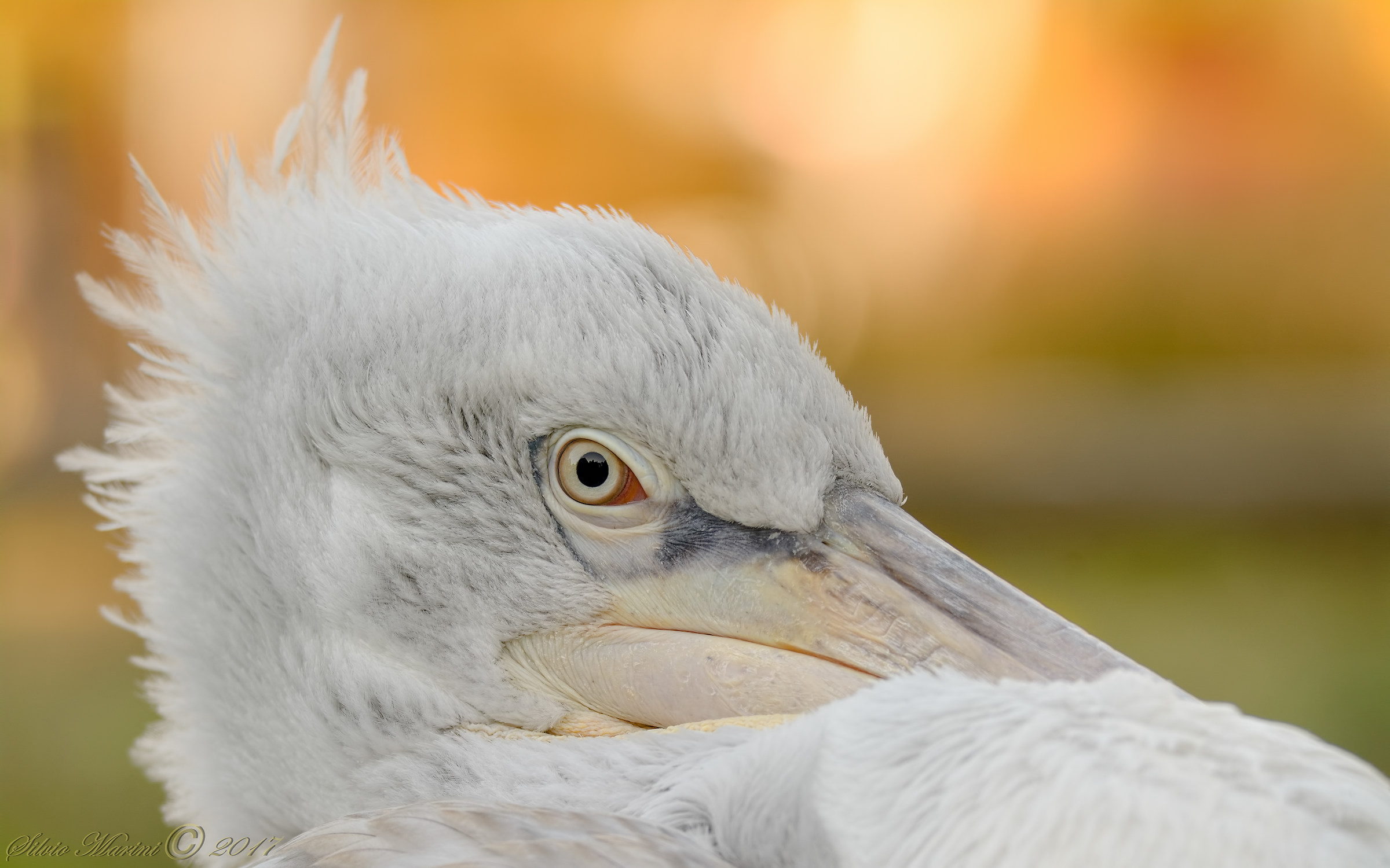 pellicano crespo (Pelecanus crispus)