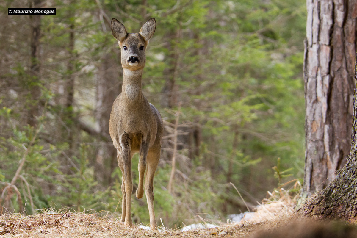 Female roe deer