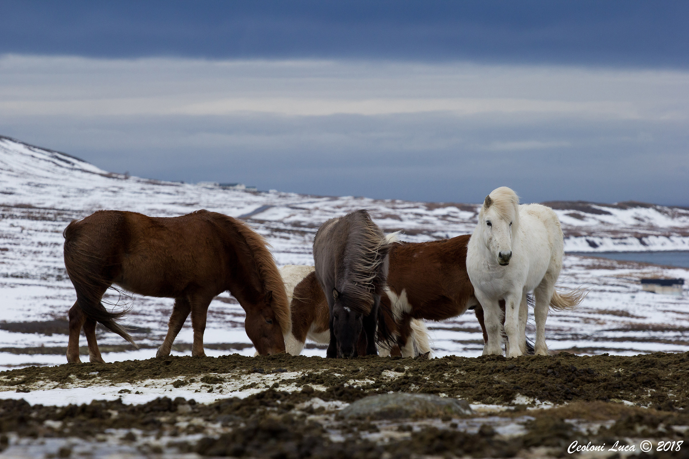 Icelandic horses