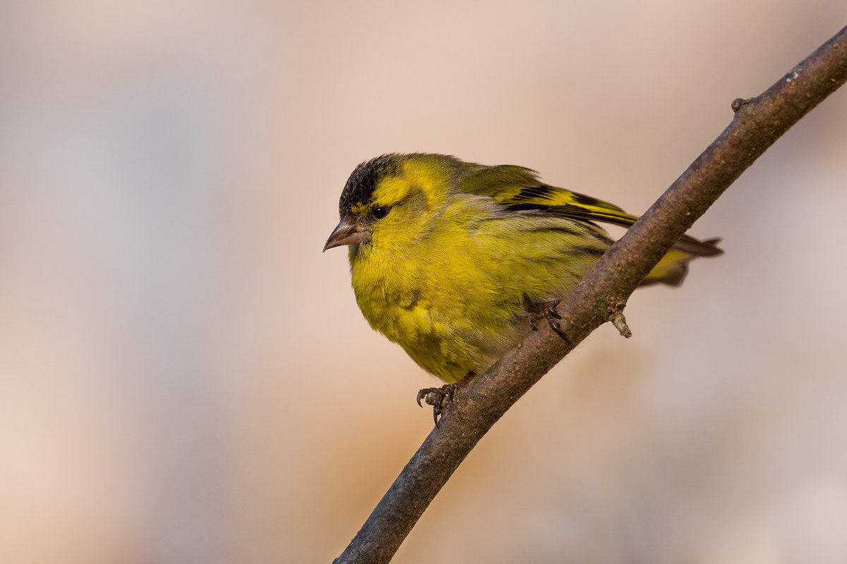 Siskin (Spinus spinus) ...