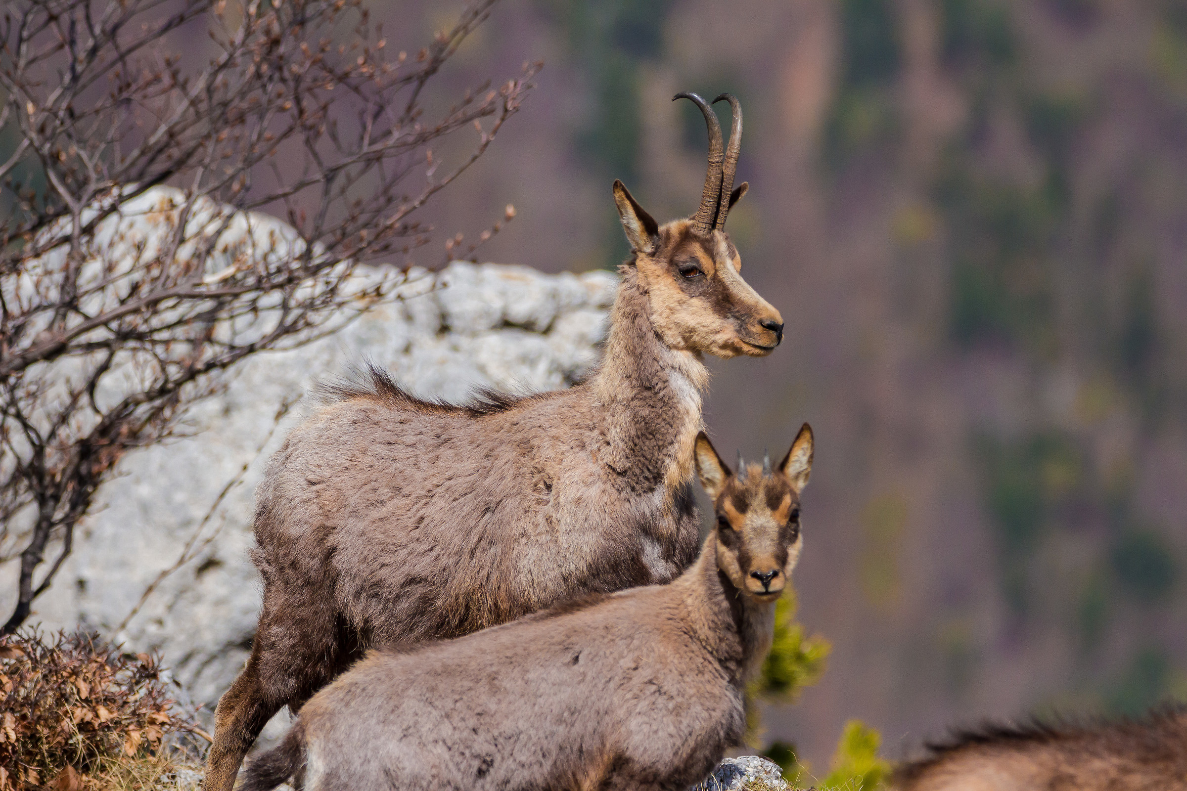 Camosci - Parco Nazionale Abruzzo