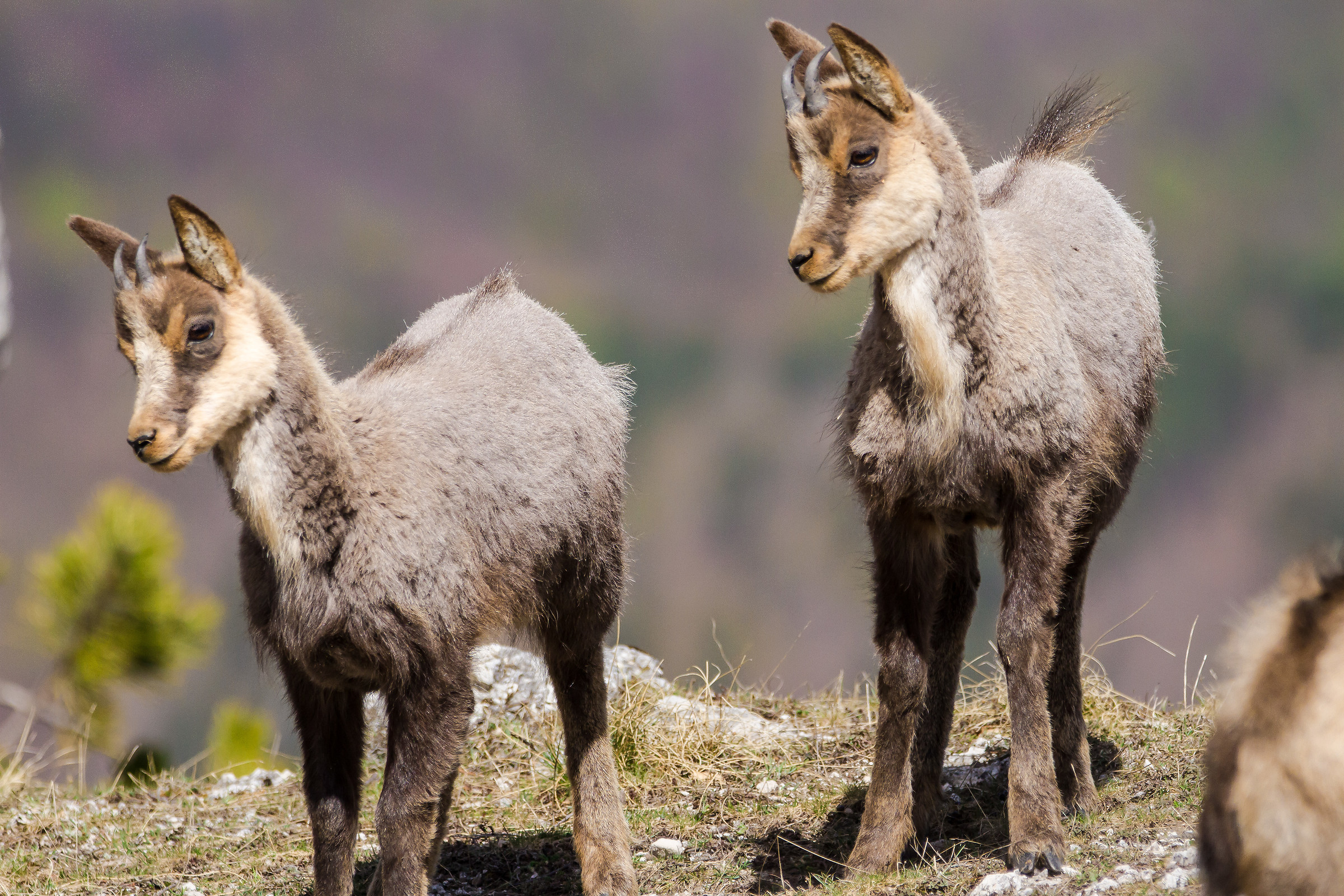 "due fratelli" Parco Nazionale Abruzzo
