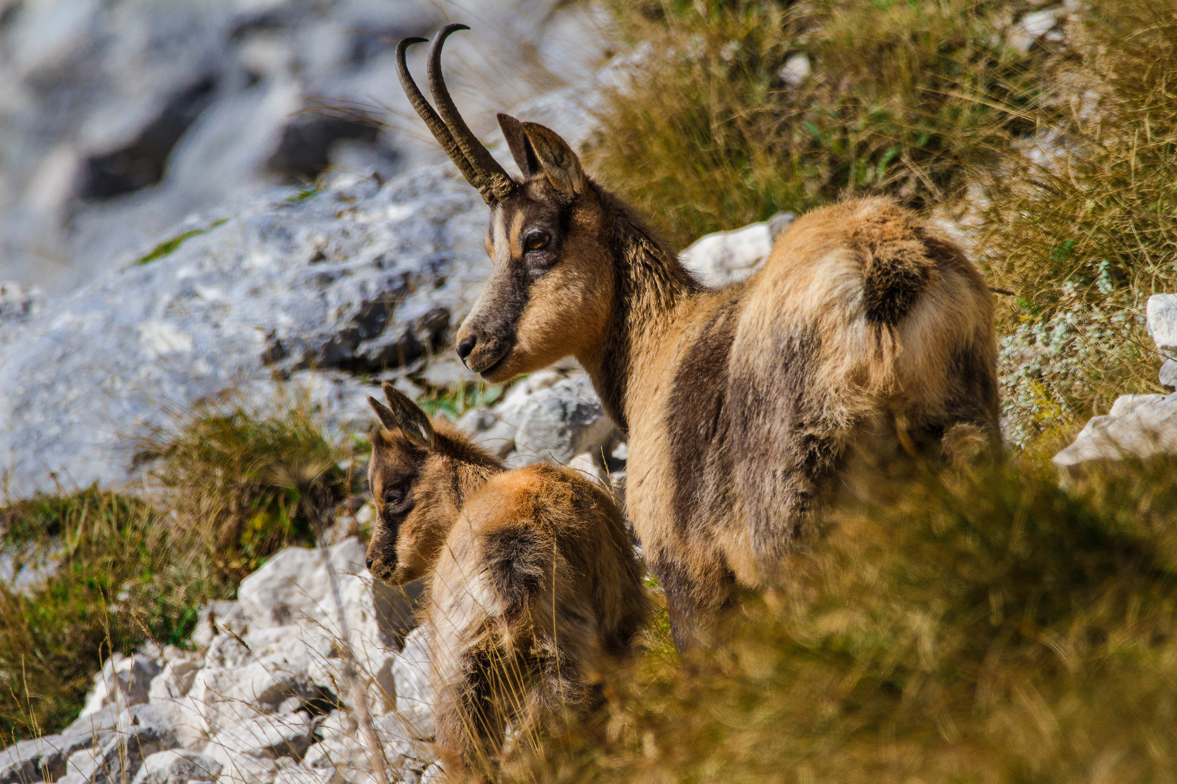 Camosci -  Parco Nazionale Abruzzo