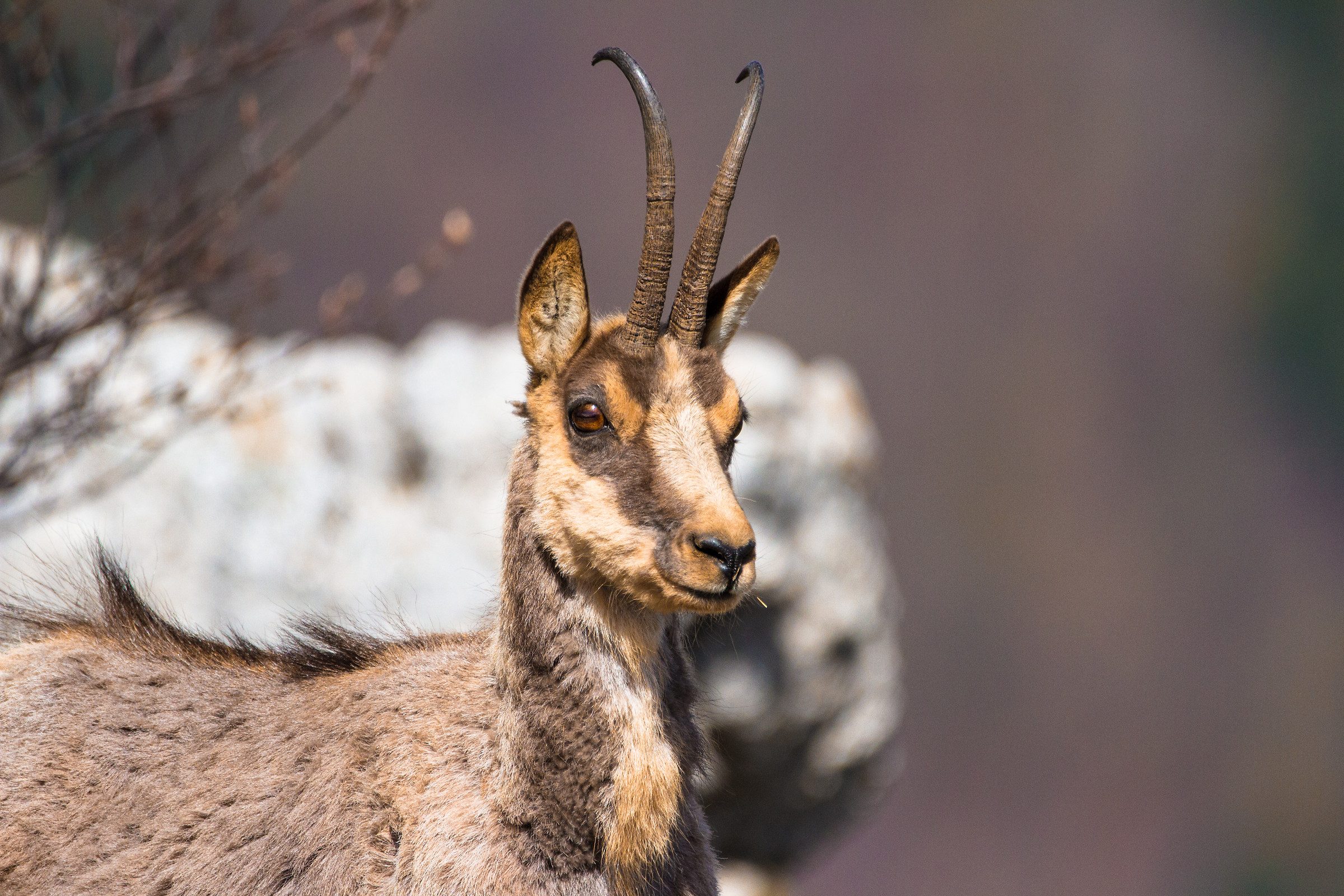 "una modella..."- Parco Nazionale Abruzzo