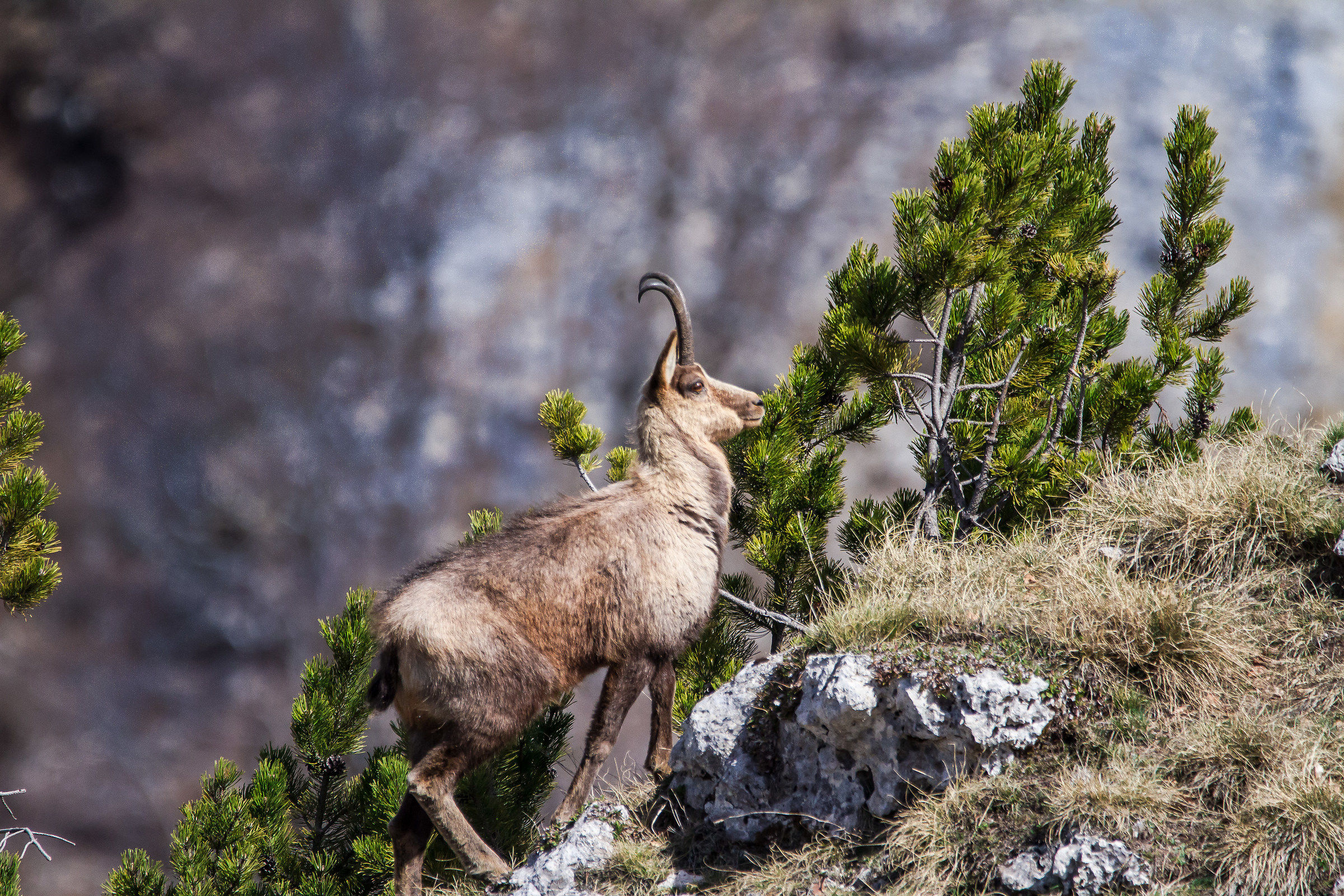 Camoscio - Parco Nazionale Abruzzo