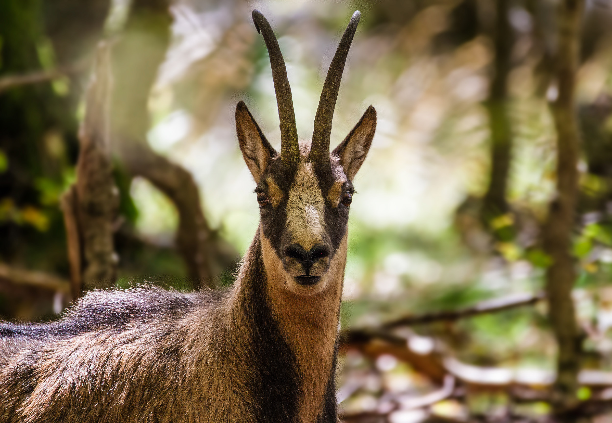Camoscio - Parco Nazionale Abruzzo