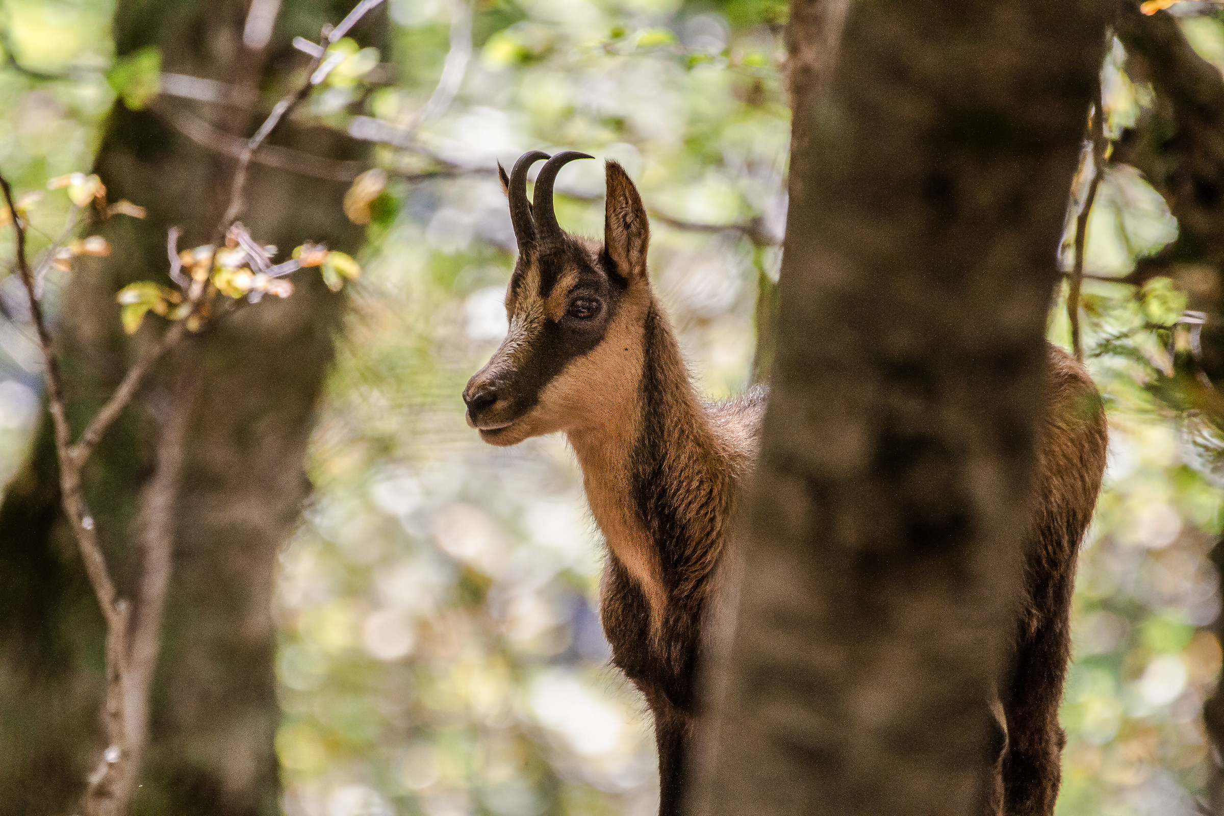 Camoscio - Parco Nazionale Abruzzo