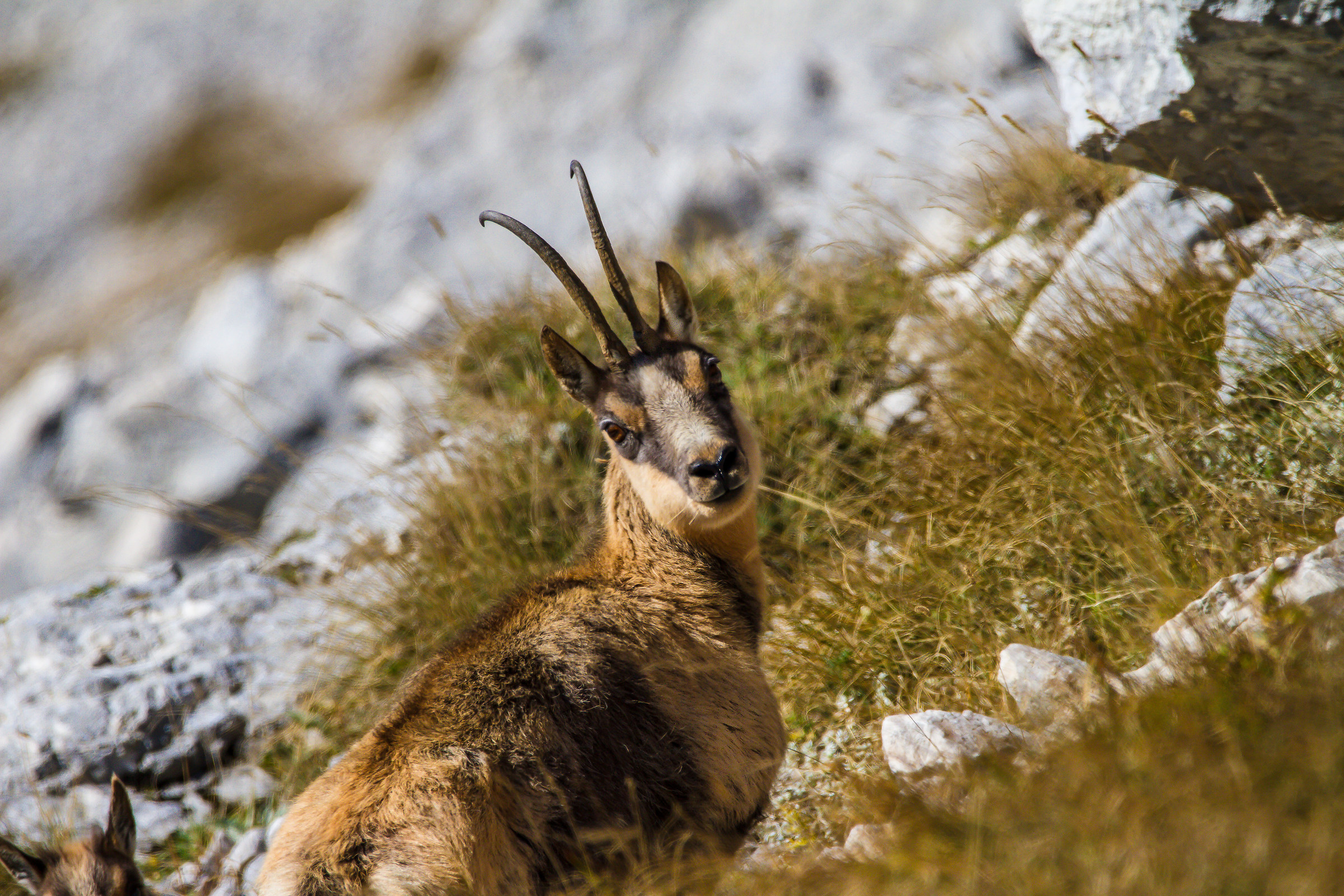 Camoscio - Parco Nazionale Abruzzo
